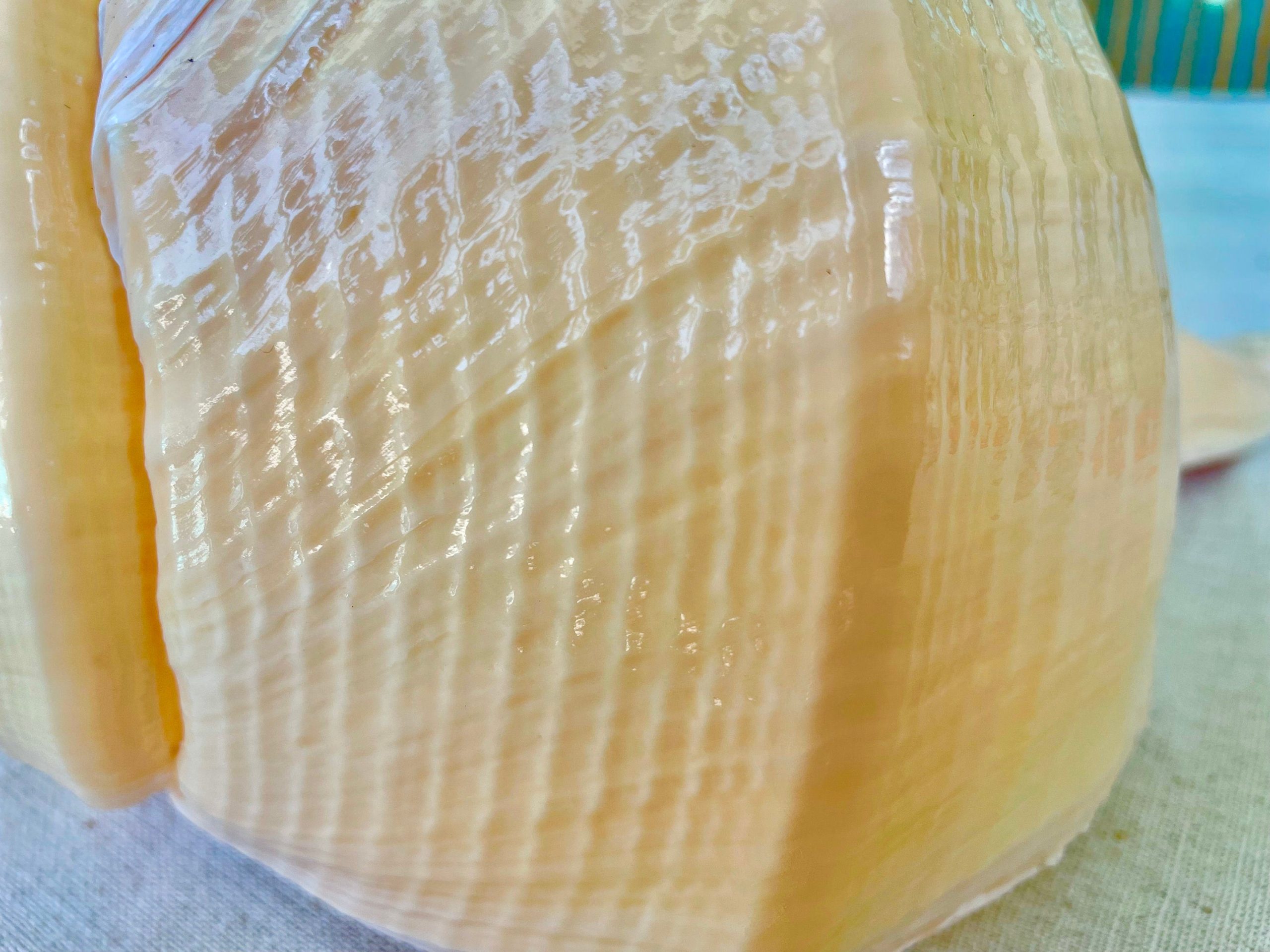 AUSTRALIAN TRUMPET SYRINX *You Choose Size* 18-20" Long Rare Mammoth Display Seashell - Image 4