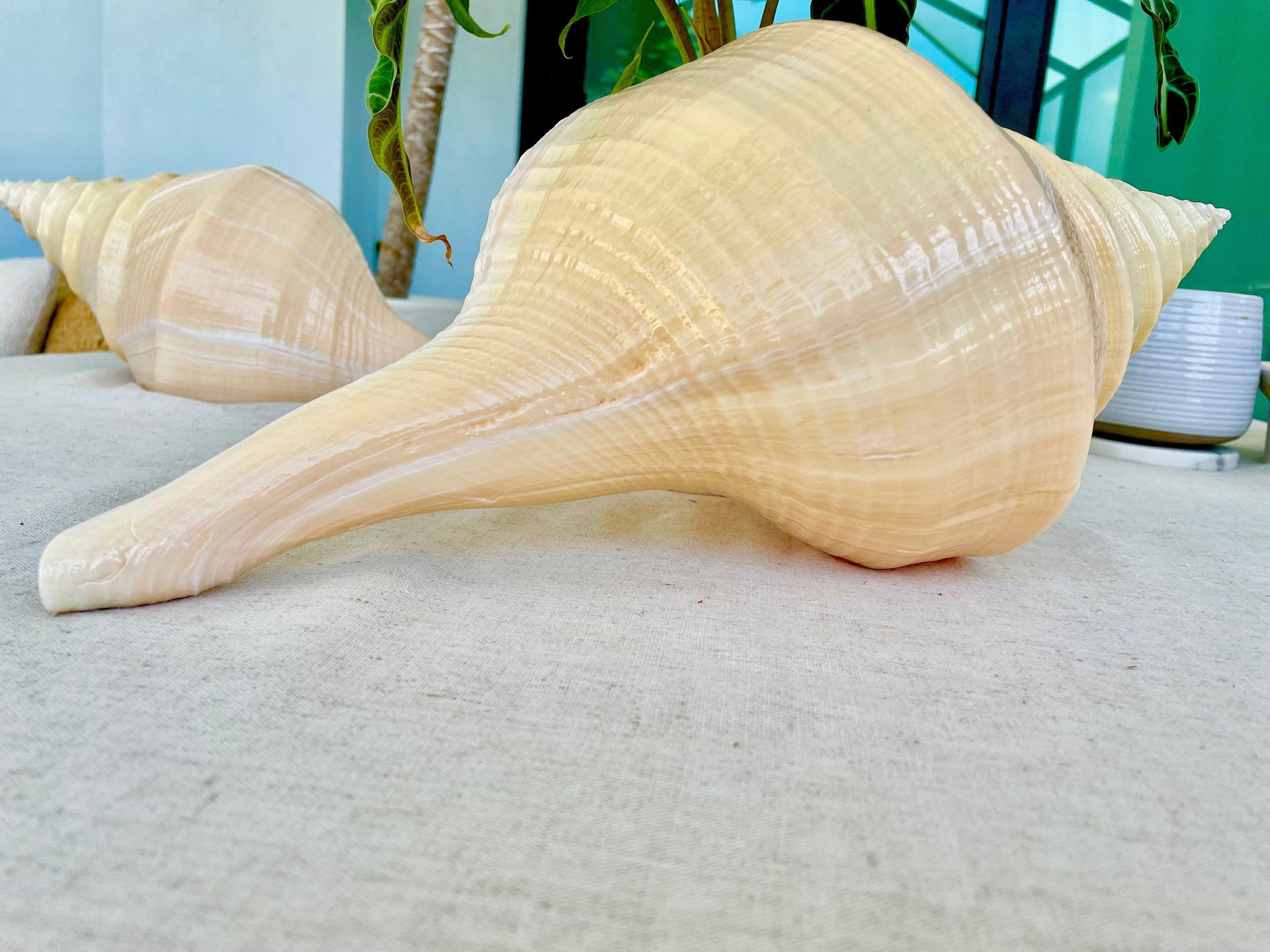 AUSTRALIAN TRUMPET SYRINX *You Choose Size* 18-20" Long Rare Mammoth Display Seashell - Image 5