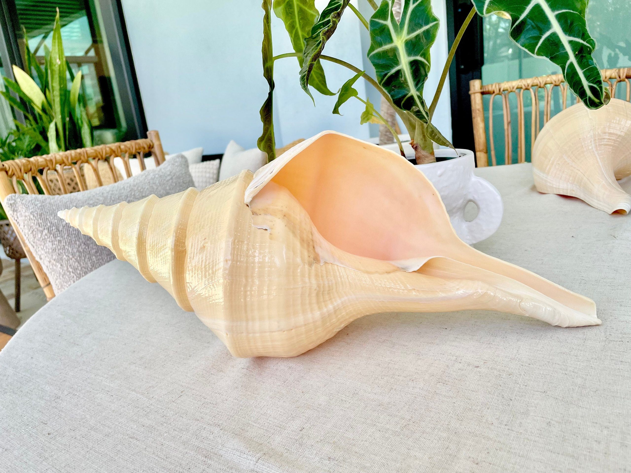 AUSTRALIAN TRUMPET SYRINX *You Choose Size* 18-20" Long Rare Mammoth Display Seashell - Image 6