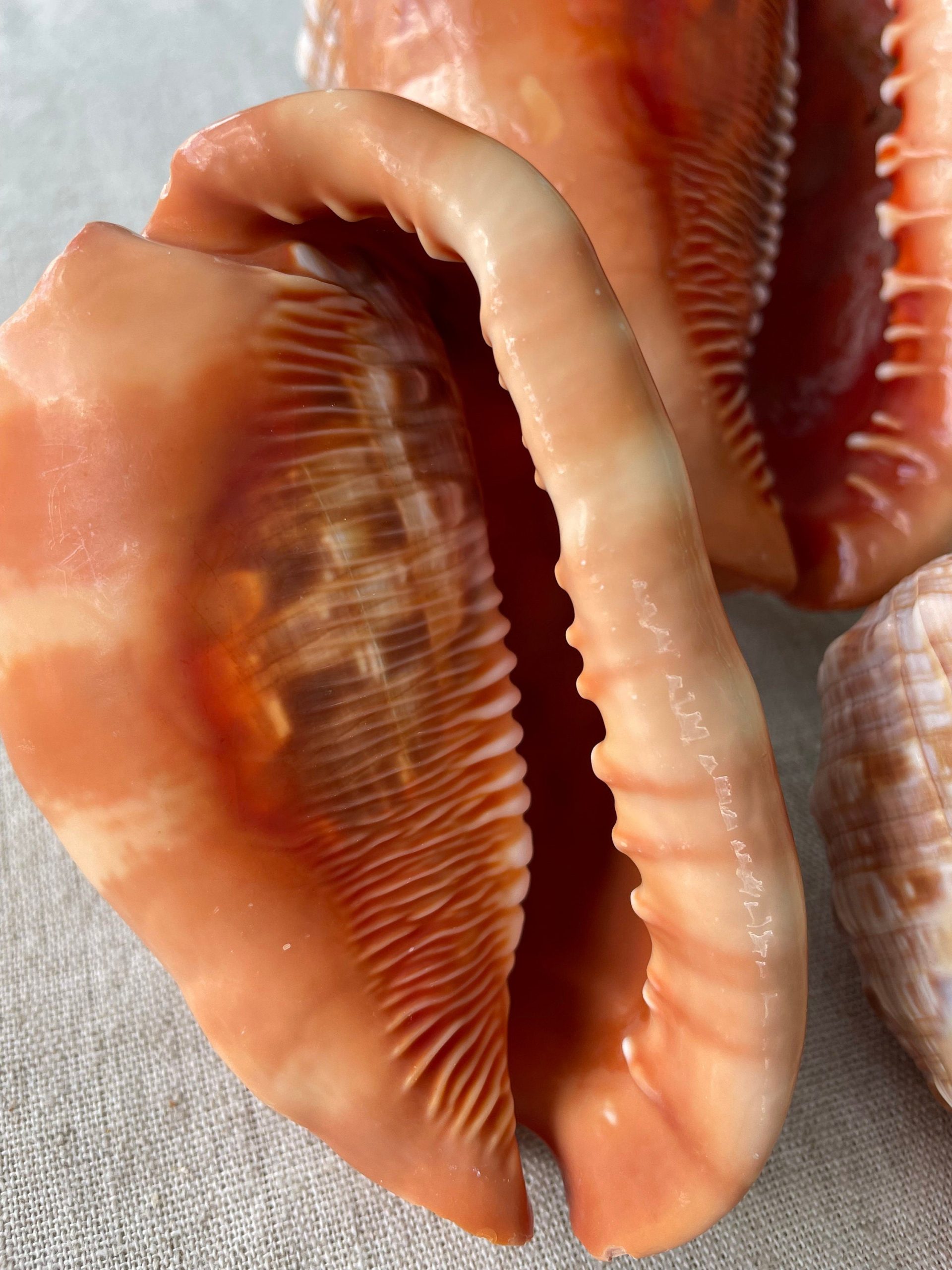 RED MOUTH CAMEO Bull Shell *All Sizes* Display Helmet Seashell Beach Décor - Image 6