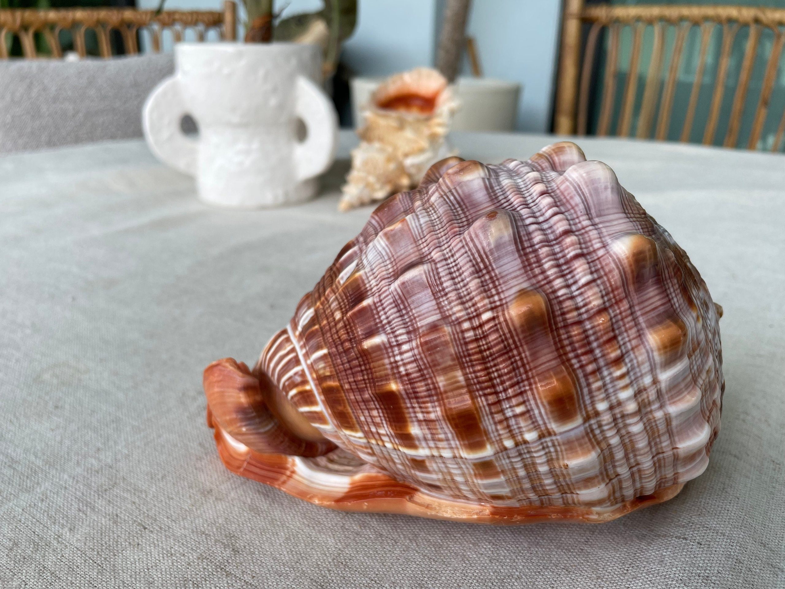 RED MOUTH CAMEO Bull Shell *All Sizes* Display Helmet Seashell Beach Décor - Image 9
