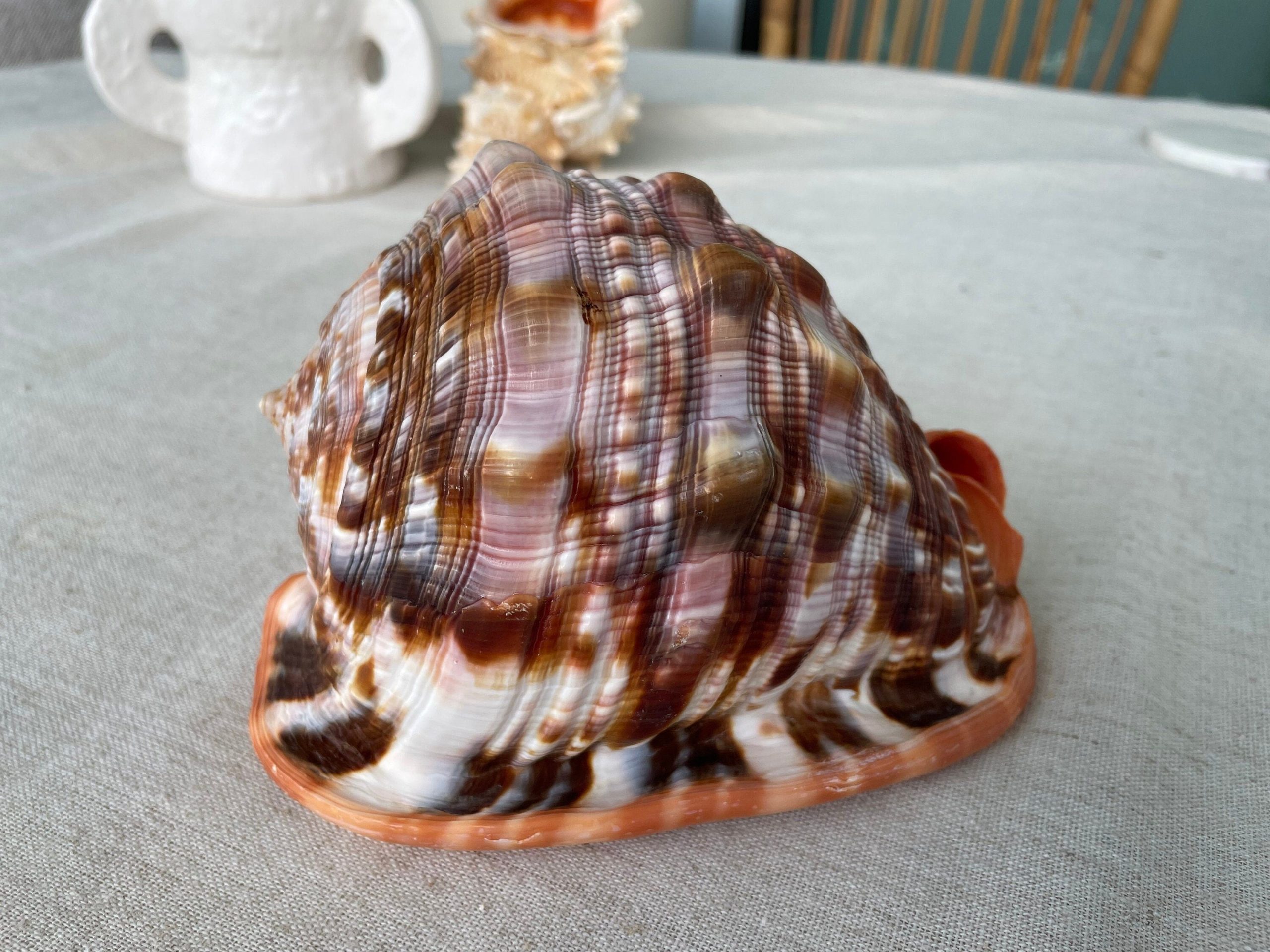 RED MOUTH CAMEO Bull Shell *All Sizes* Display Helmet Seashell Beach Décor - Image 2