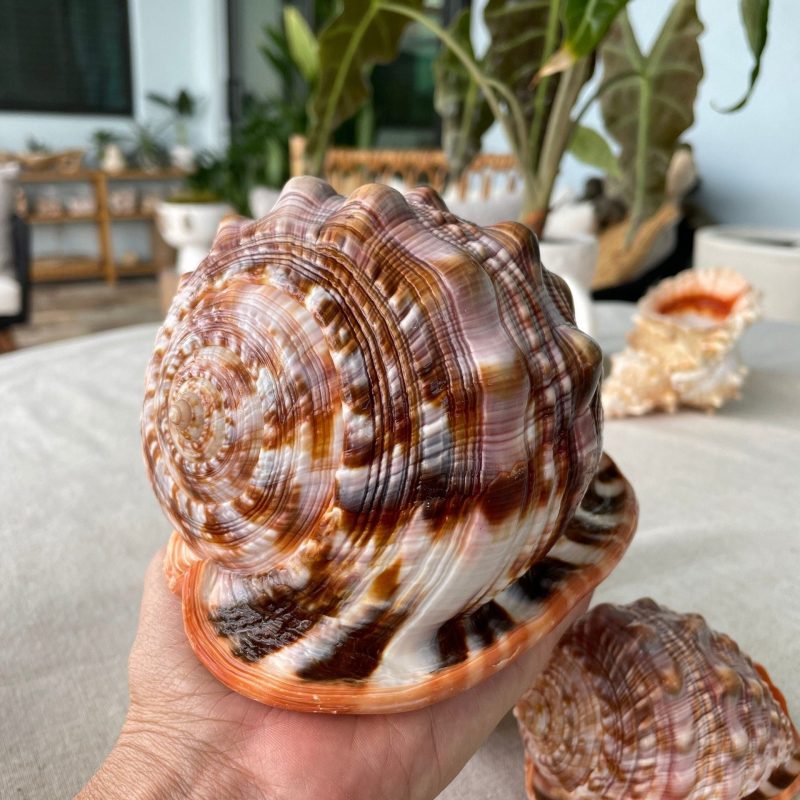 RED MOUTH CAMEO Bull Shell *All Sizes*  Display Helmet Seashell Beach Décor