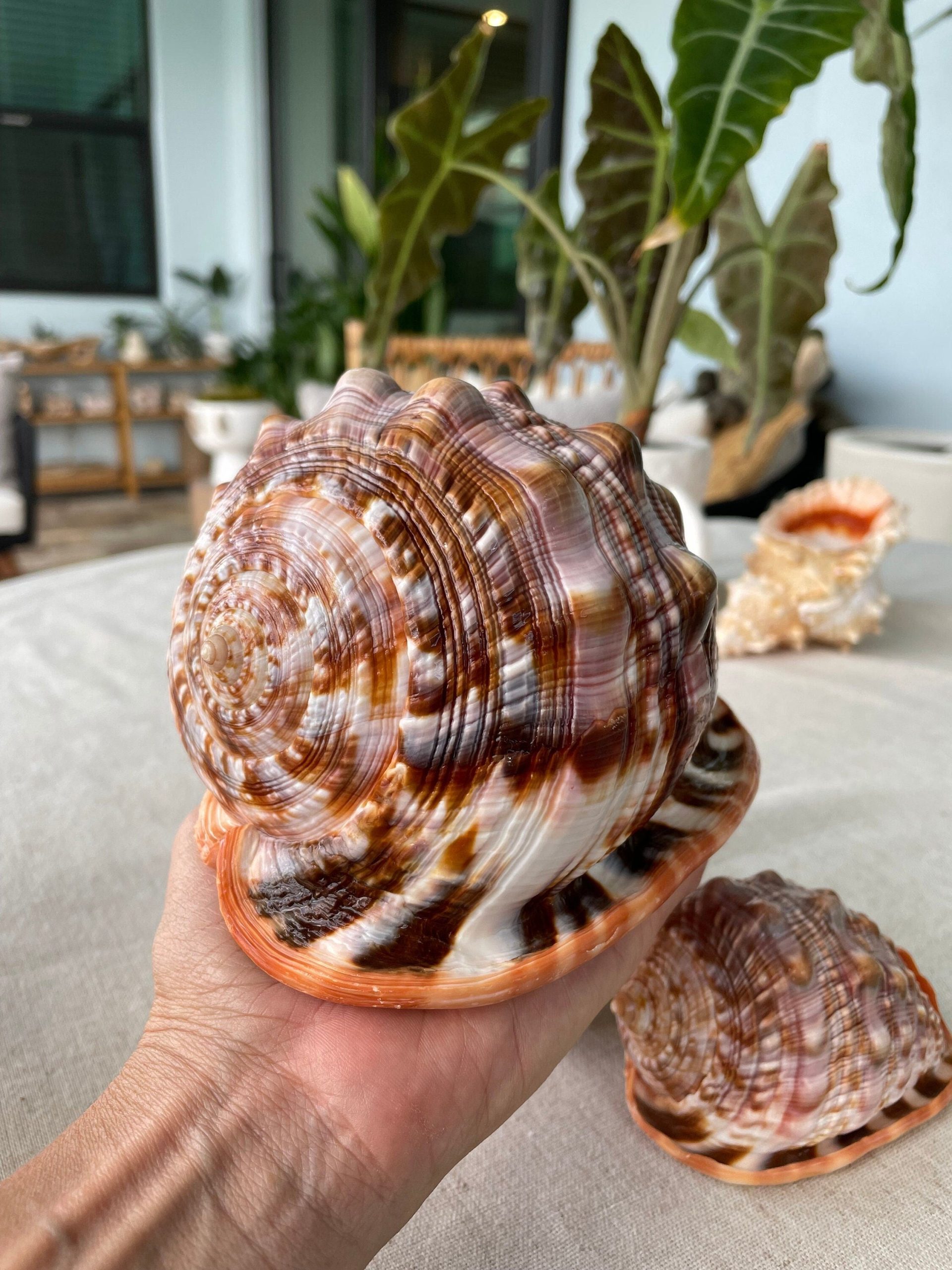 RED MOUTH CAMEO Bull Shell *All Sizes* Display Helmet Seashell Beach Décor