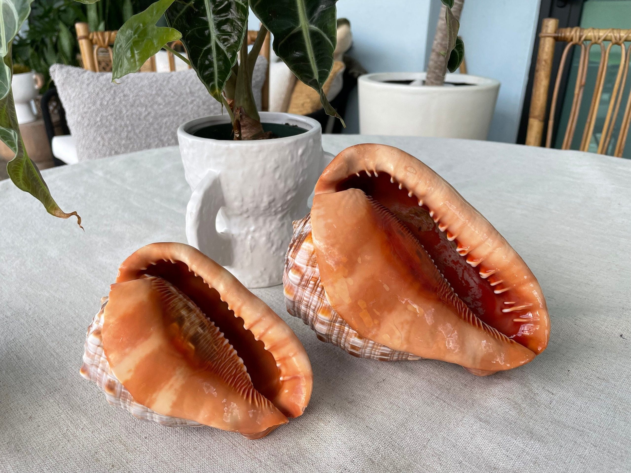 RED MOUTH CAMEO Bull Shell *All Sizes* Display Helmet Seashell Beach Décor - Image 4