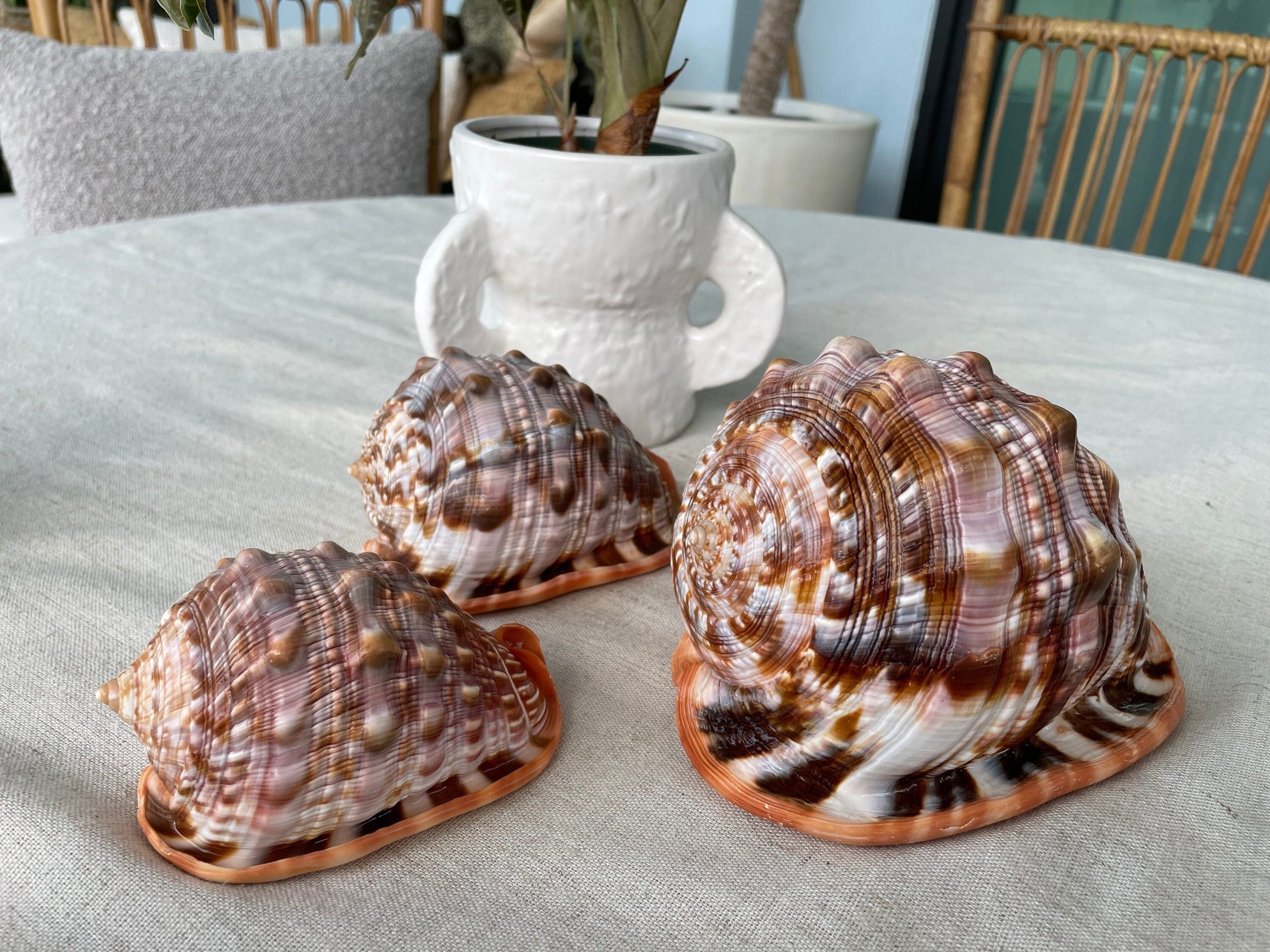 RED MOUTH CAMEO Bull Shell *All Sizes* Display Helmet Seashell Beach Décor - Image 3