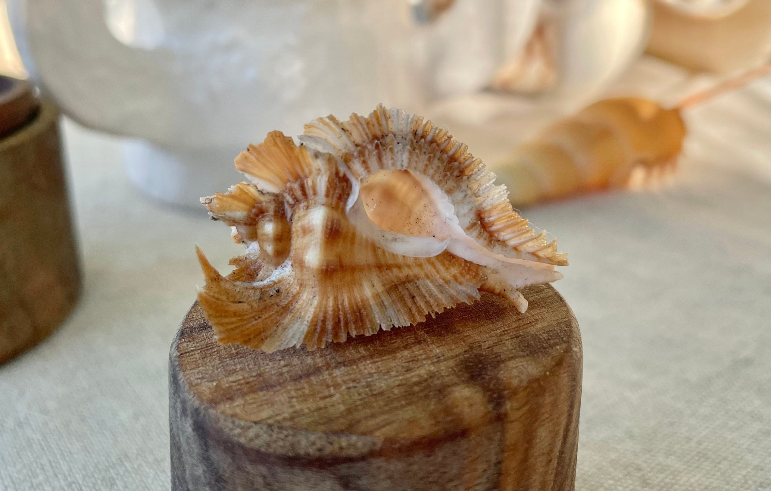 Miyoko Murex Shell: 1-2.25" *You Choose Size* Brown White Rare Display Shell - Image 2