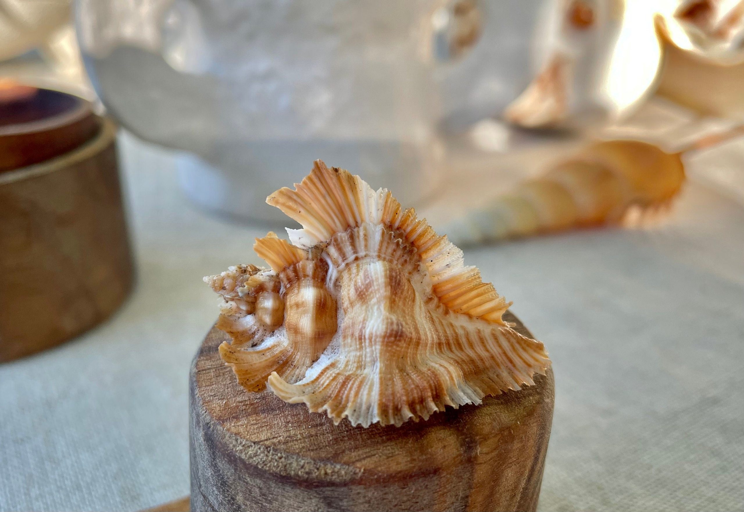 Miyoko Murex Shell: 1-2.25" *You Choose Size* Brown White Rare Display Shell - Image 3