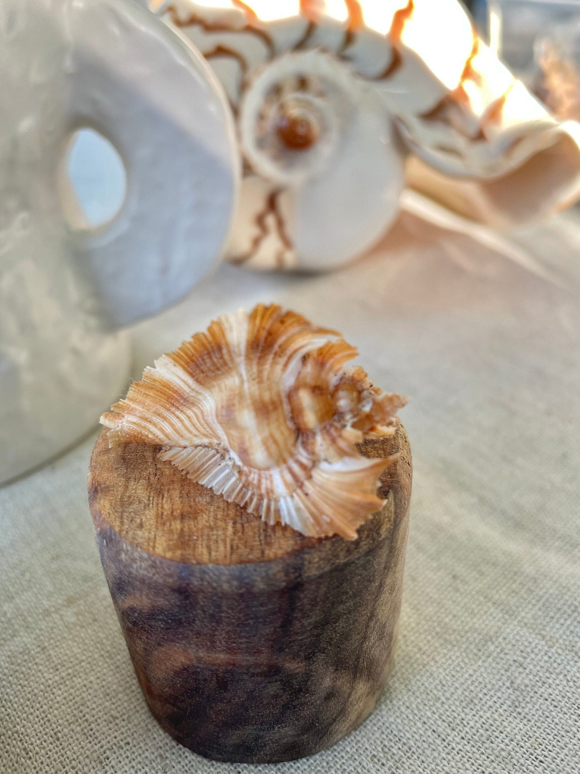 Miyoko Murex Shell: 1-2.25" *You Choose Size* Brown White Rare Display Shell - Image 7