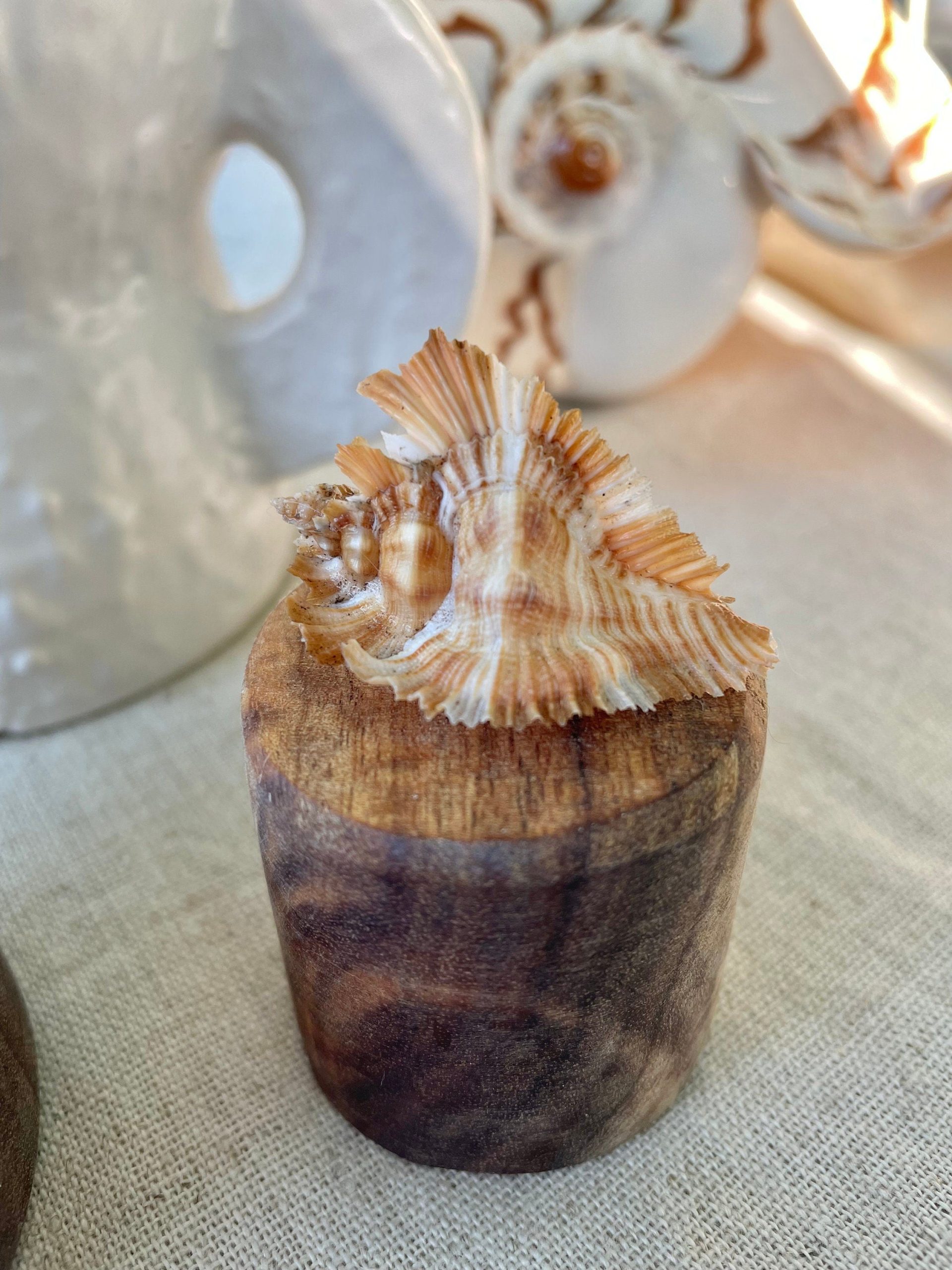 Miyoko Murex Shell: 1-2.25" *You Choose Size* Brown White Rare Display Shell - Image 9