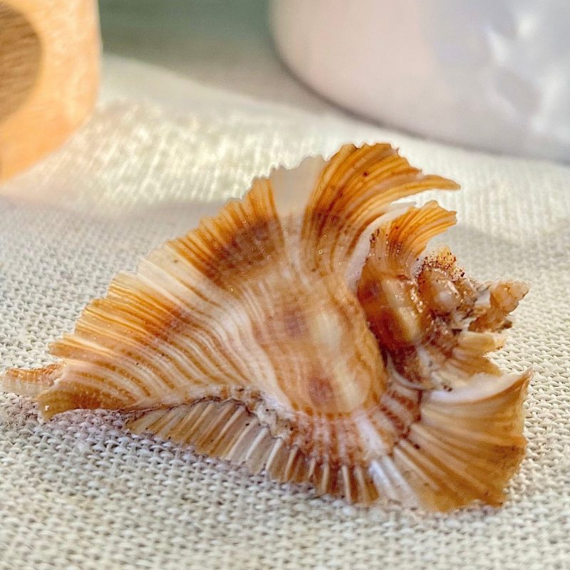 Miyoko Murex Shell: 1-2.25" *You Choose Size* Brown White Rare Display Shell