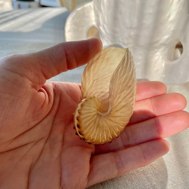 BROWN PAPER NAUTILUS Shell 2.5-3" Large Display Seashell Beach Nautical Décor Brown Argonaut