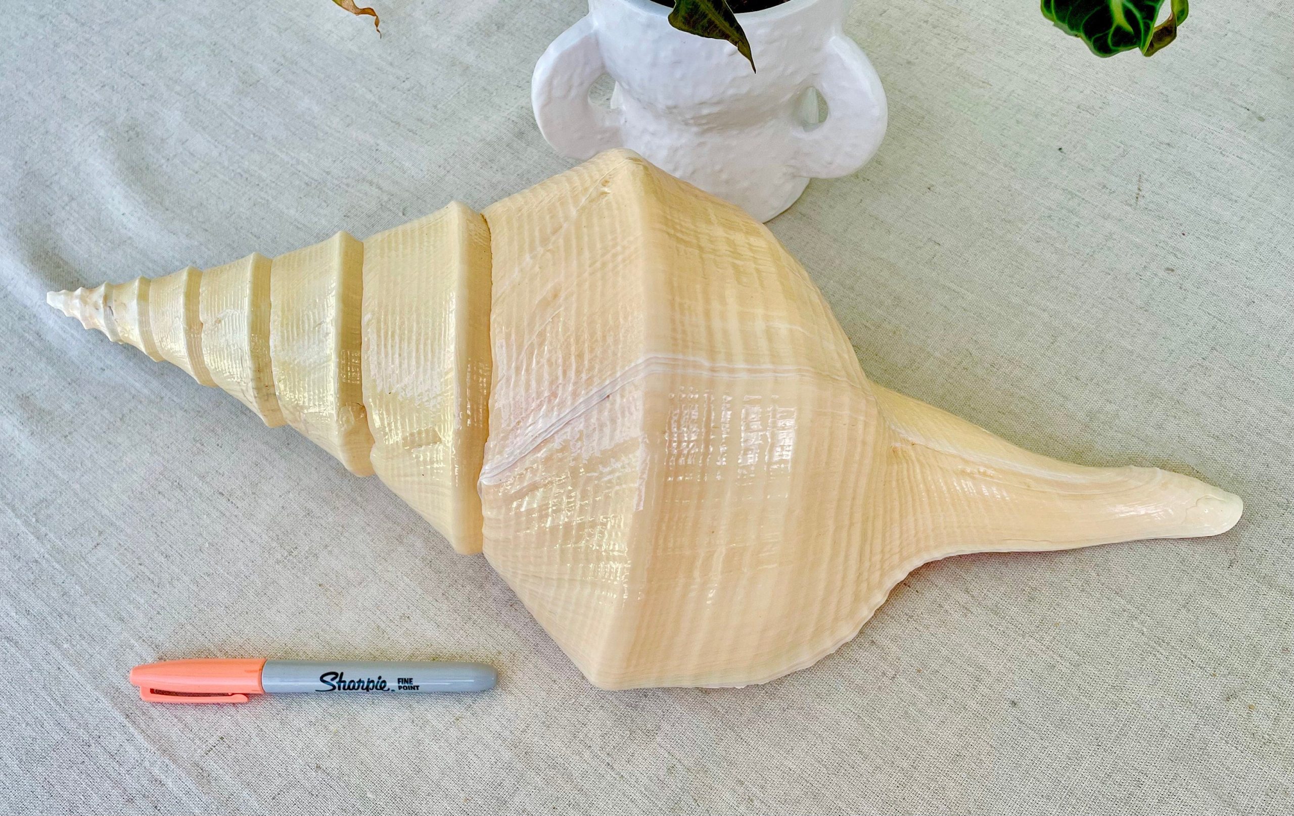 AUSTRALIAN TRUMPET SYRINX *You Choose Size* 18-20" Long Rare Mammoth Display Seashell - Image 3