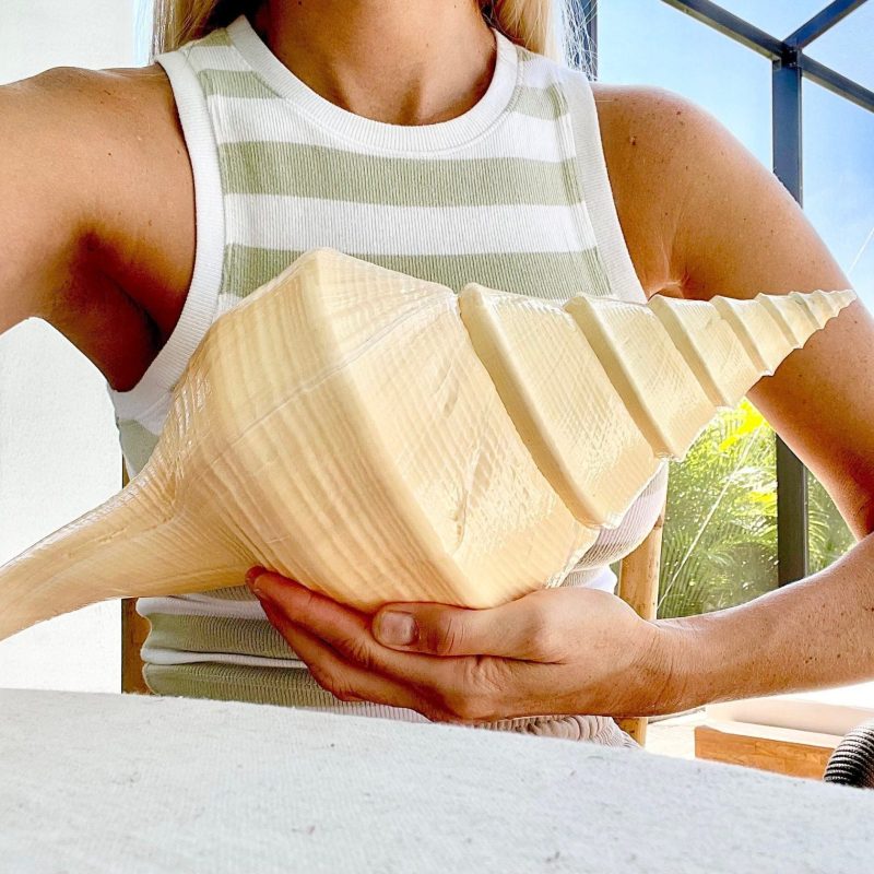 AUSTRALIAN TRUMPET SYRINX *You Choose Size* 18-20" Long Rare Mammoth Display Seashell