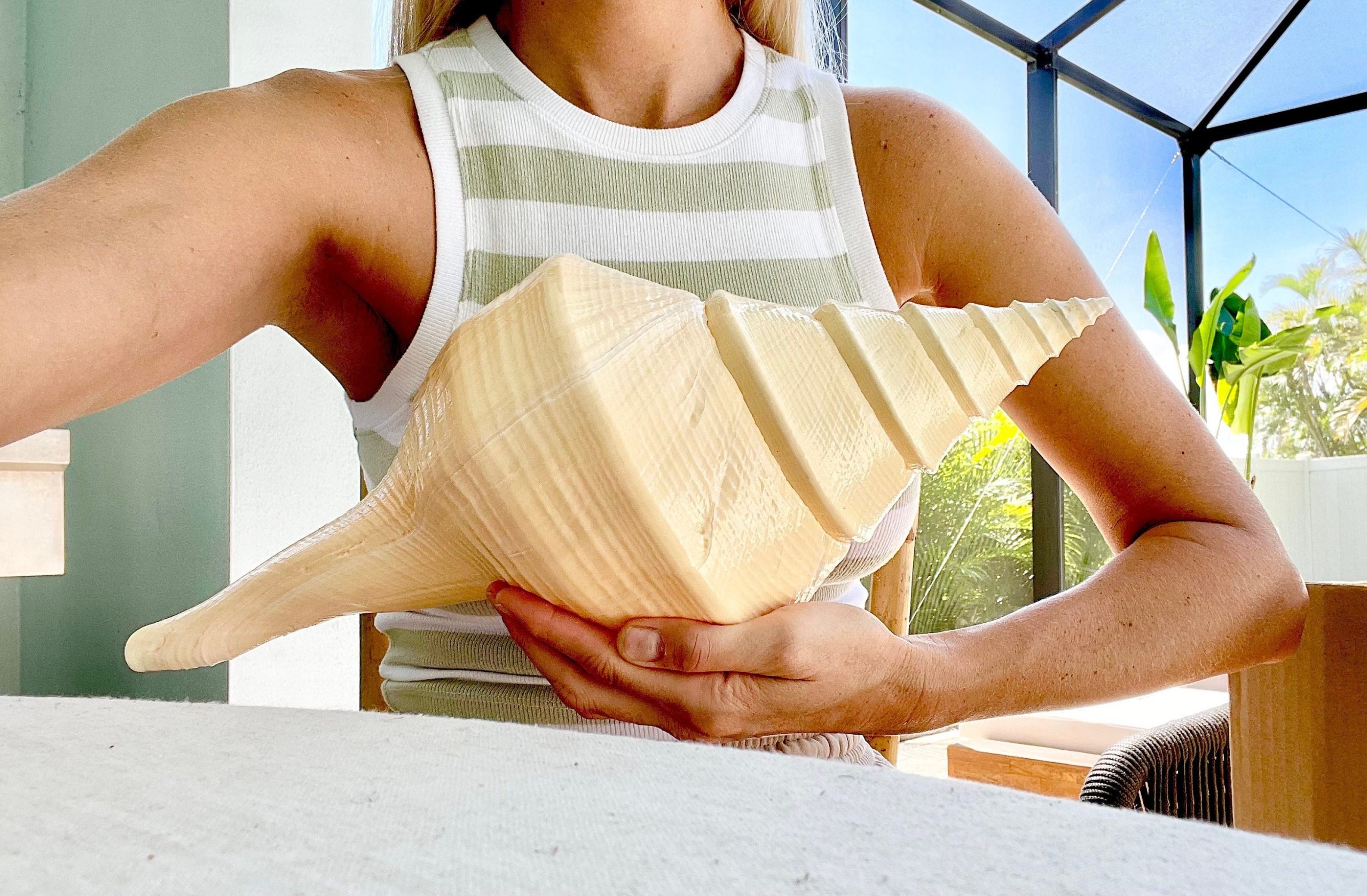 AUSTRALIAN TRUMPET SYRINX *You Choose Size* 18-20" Long Rare Mammoth Display Seashell