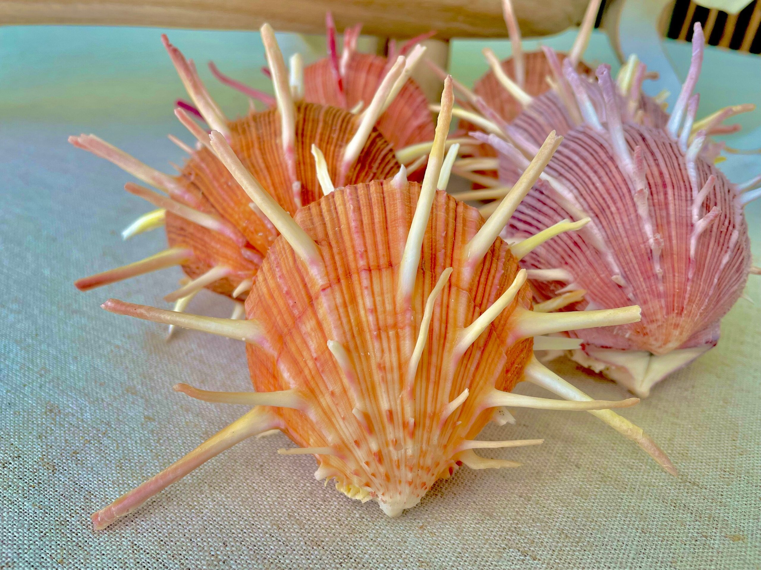 SPINY REGAL OYSTER Pairs *You Choose Size* Pink Orange Unique Display Seashell - Image 8