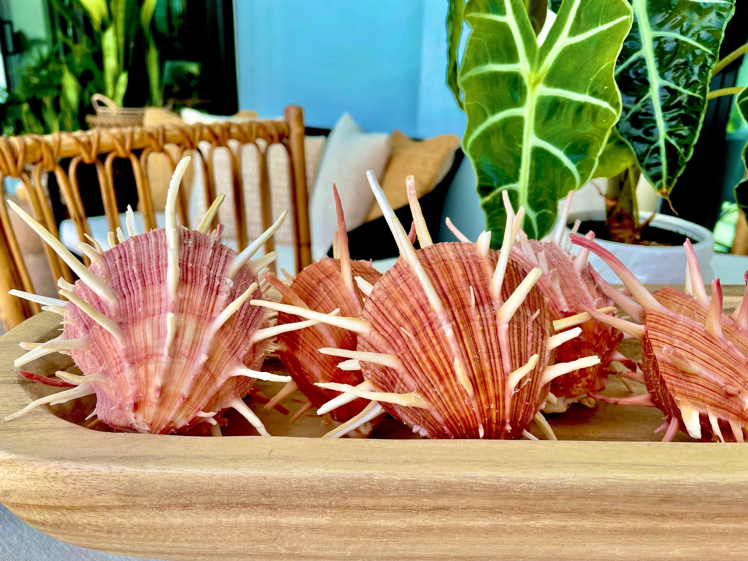 SPINY REGAL OYSTER Pairs *You Choose Size* Pink Orange Unique Display Seashell - Image 10