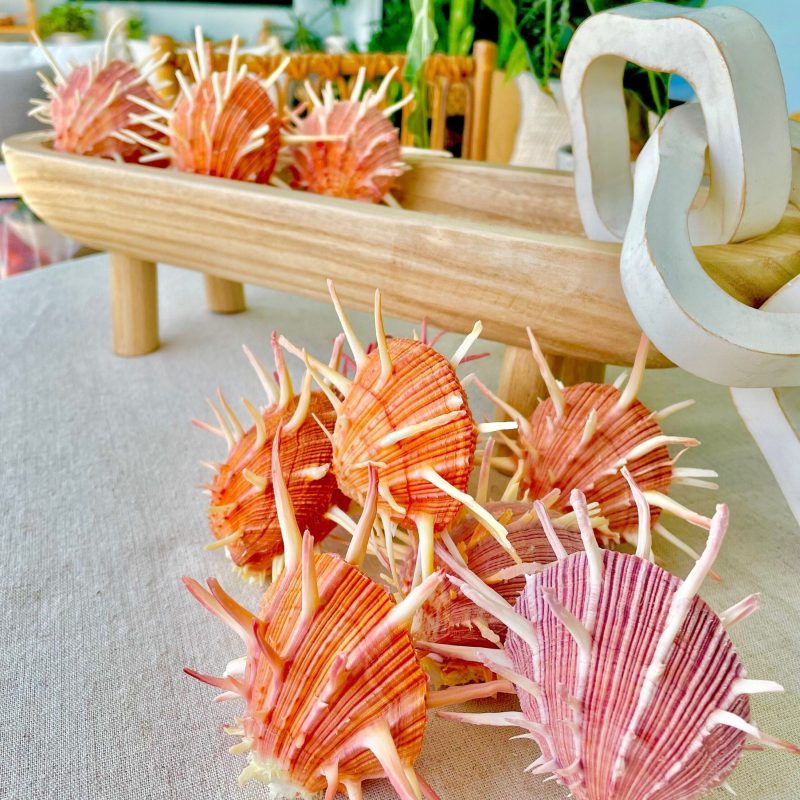 SPINY REGAL OYSTER Pairs *You Choose Size* Pink Orange Unique Display Seashell