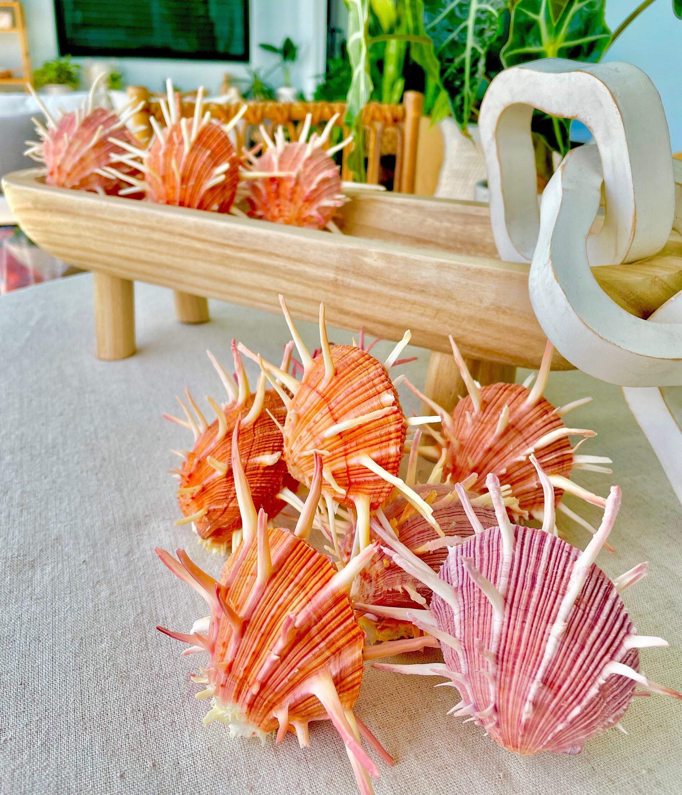 SPINY REGAL OYSTER Pairs *You Choose Size* Pink Orange Unique Display Seashell
