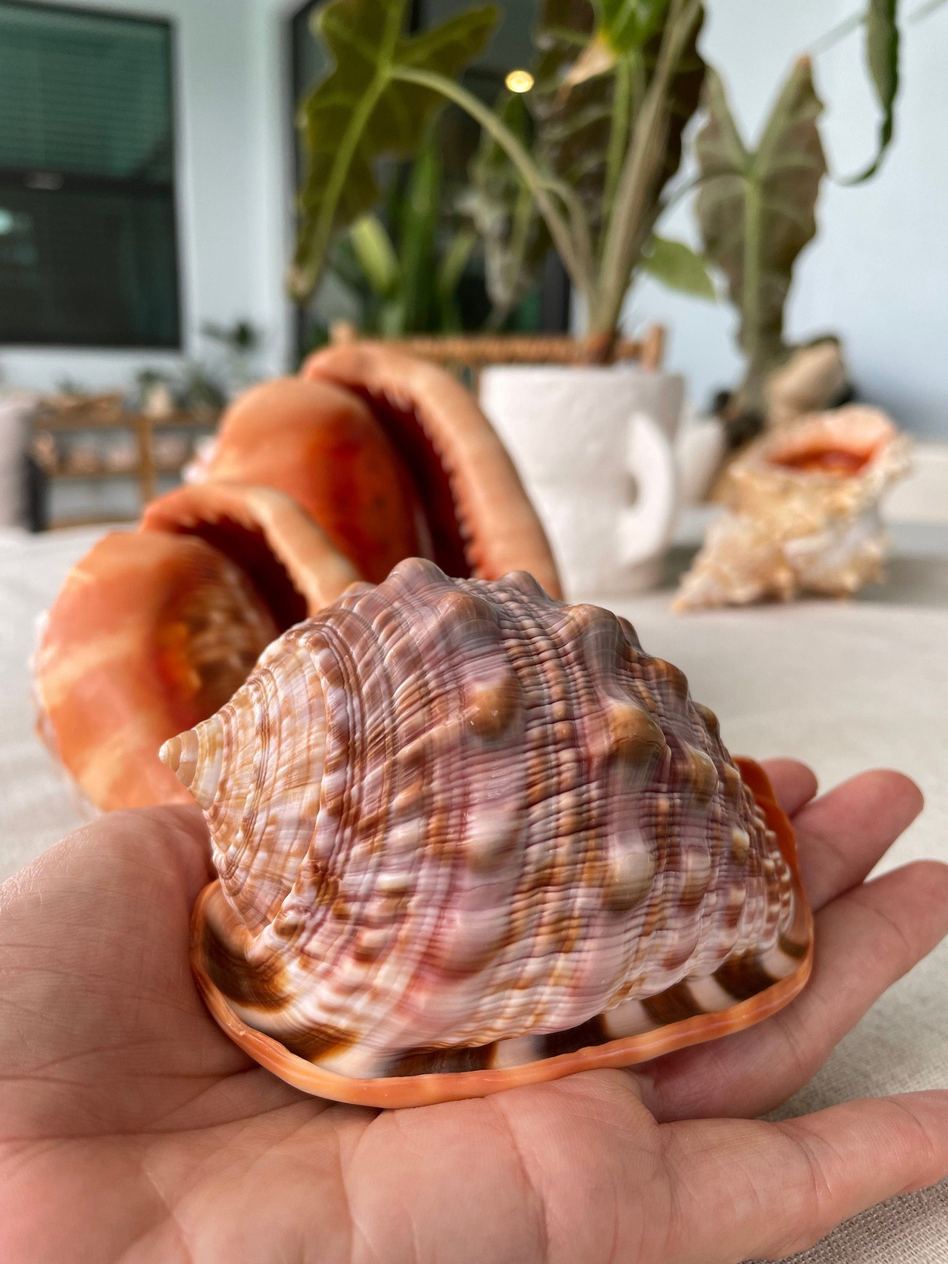 RED MOUTH CAMEO Bull Shell *All Sizes* Display Helmet Seashell Beach Décor - Image 5