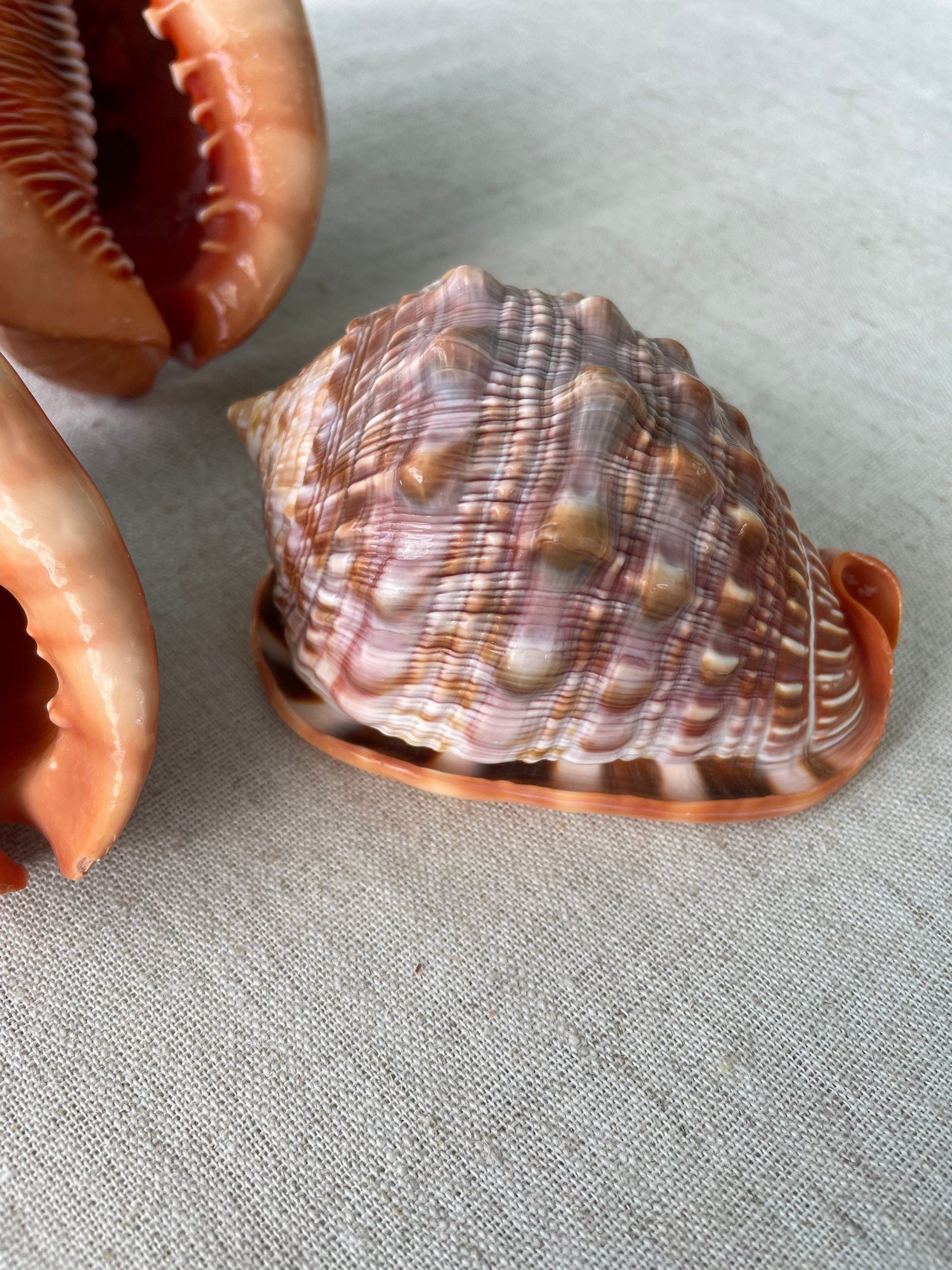 RED MOUTH CAMEO Bull Shell *All Sizes* Display Helmet Seashell Beach Décor - Image 7