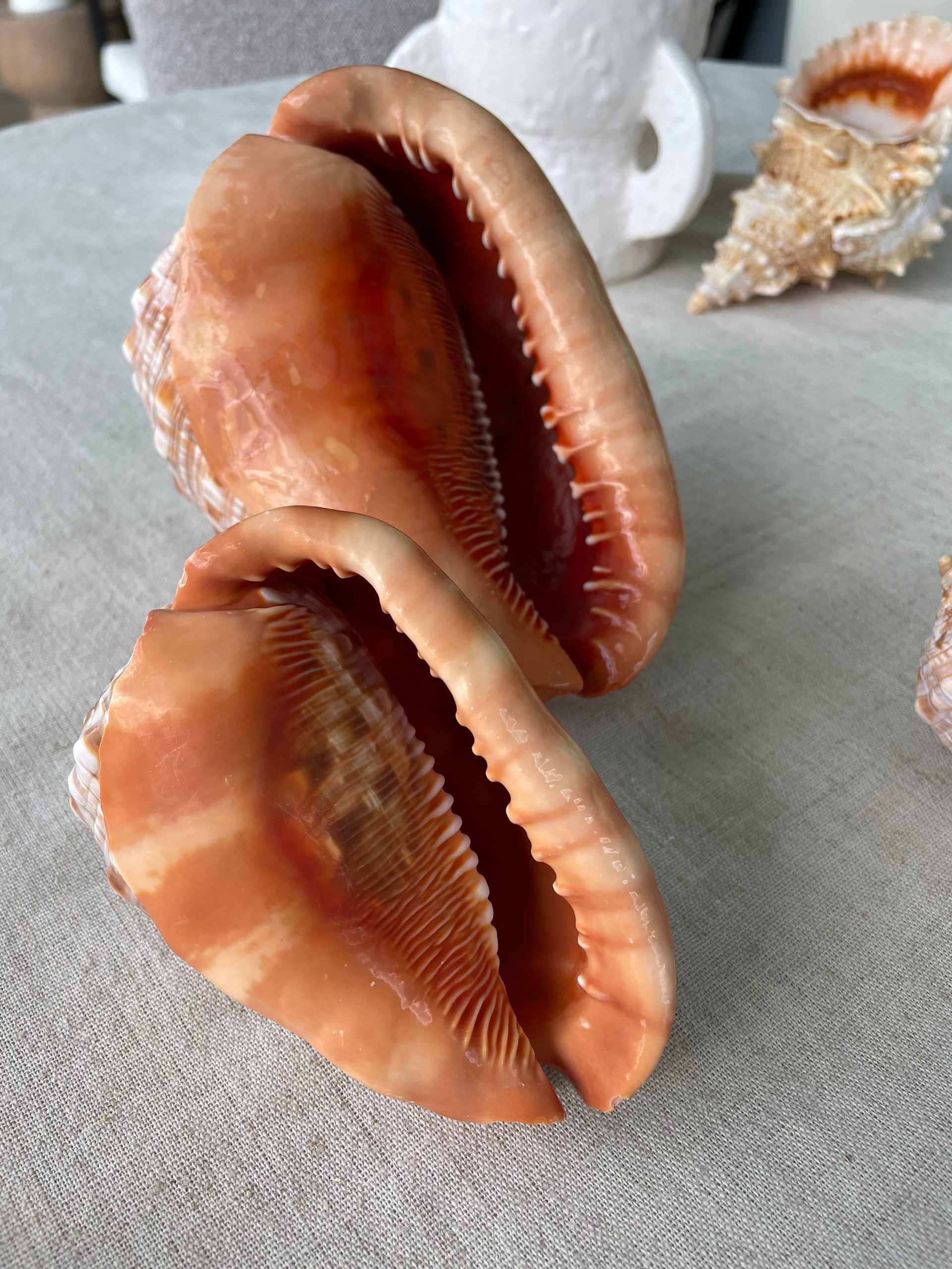 RED MOUTH CAMEO Bull Shell *All Sizes* Display Helmet Seashell Beach Décor - Image 8