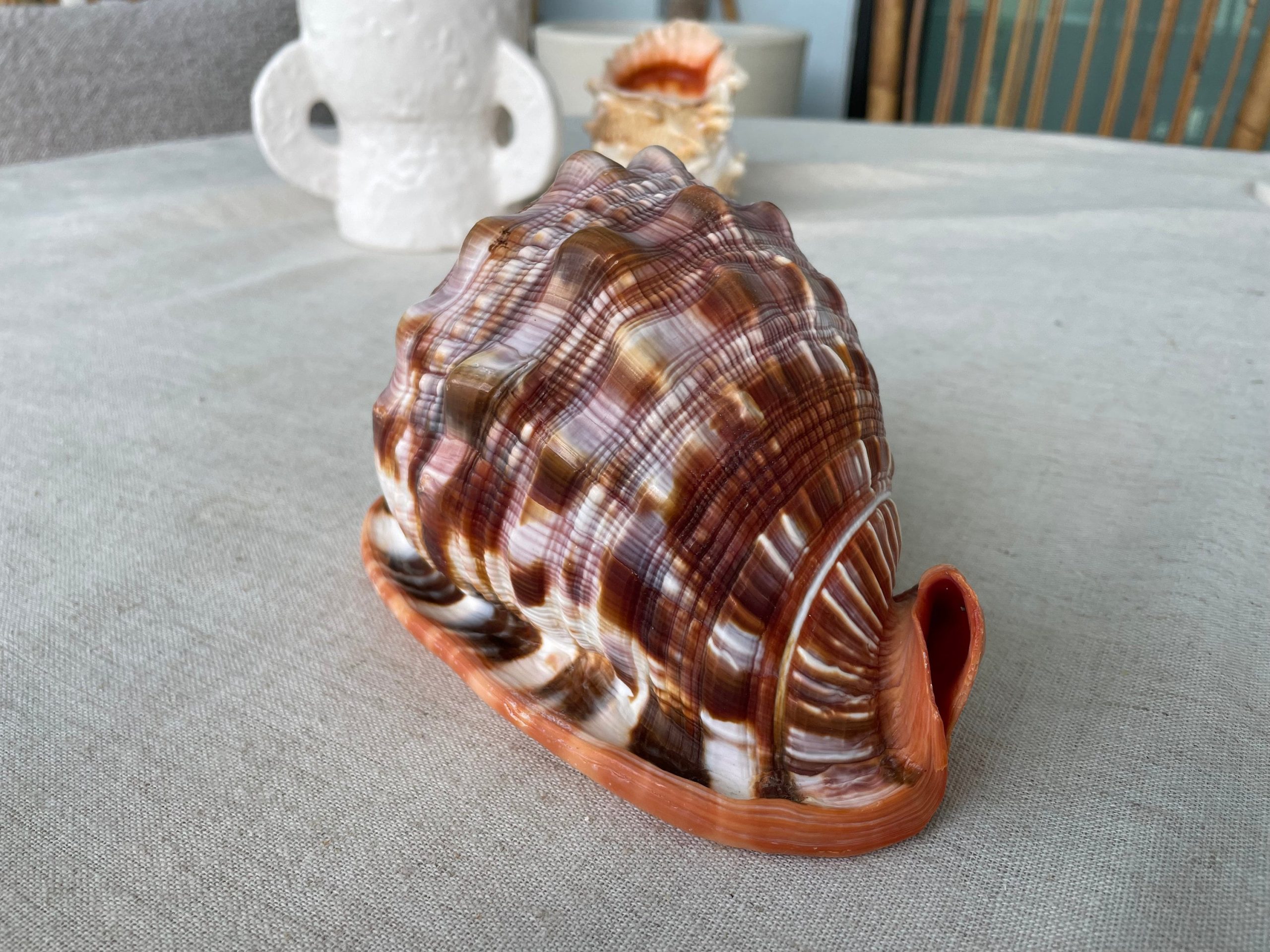 RED MOUTH CAMEO Bull Shell *All Sizes* Display Helmet Seashell Beach Décor - Image 10