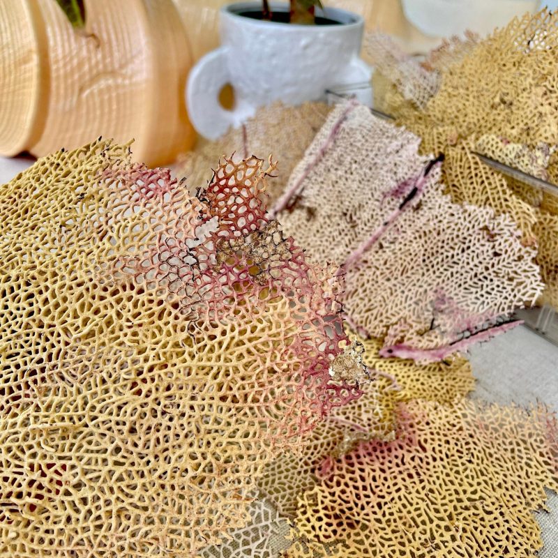 Natural Dried Sea Fan Pieces 4-6" *You Choose Quantity* Yellow Pink Coastal Décor