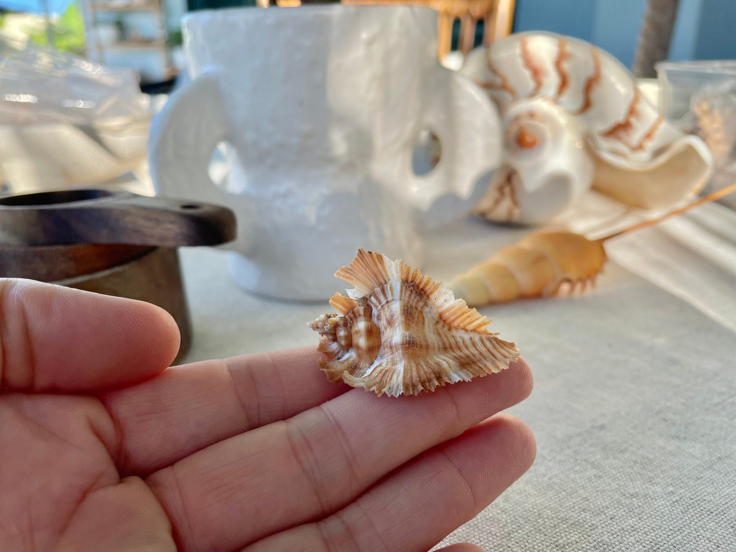 Miyoko Murex Shell: 1-2.25" *You Choose Size* Brown White Rare Display Shell - Image 4