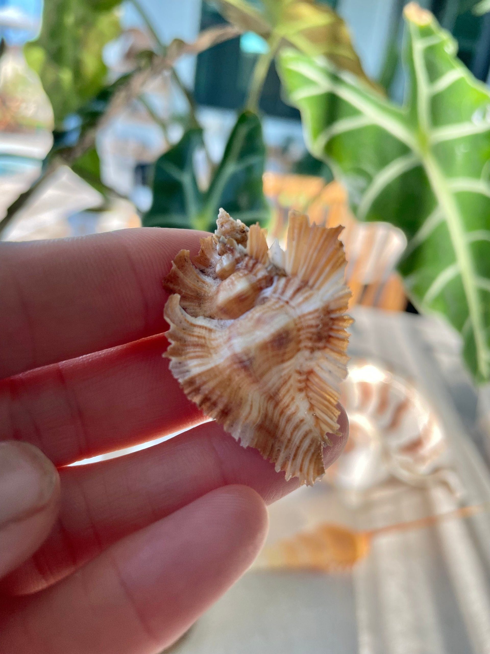 Miyoko Murex Shell: 1-2.25" *You Choose Size* Brown White Rare Display Shell - Image 5