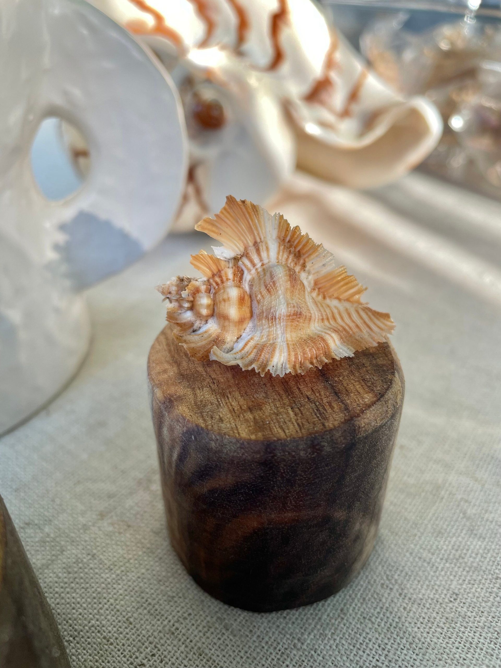 Miyoko Murex Shell: 1-2.25" *You Choose Size* Brown White Rare Display Shell - Image 6