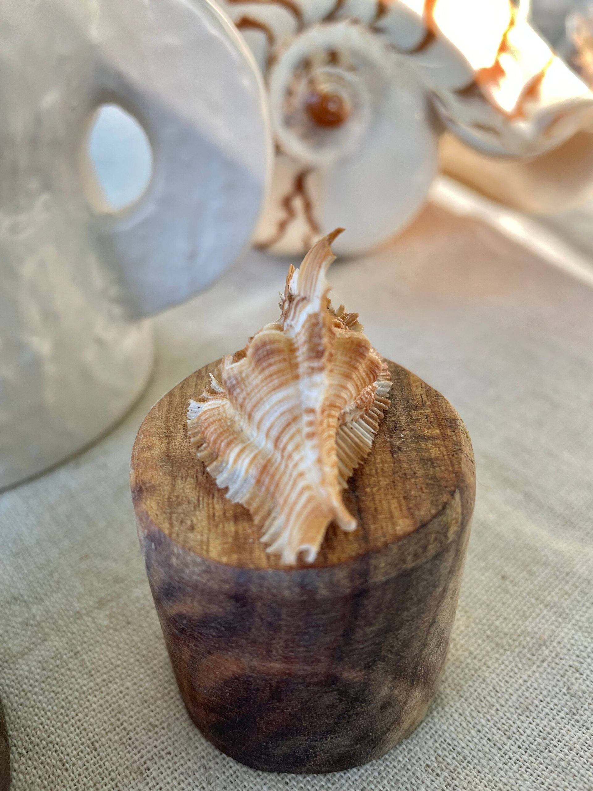 Miyoko Murex Shell: 1-2.25" *You Choose Size* Brown White Rare Display Shell - Image 8