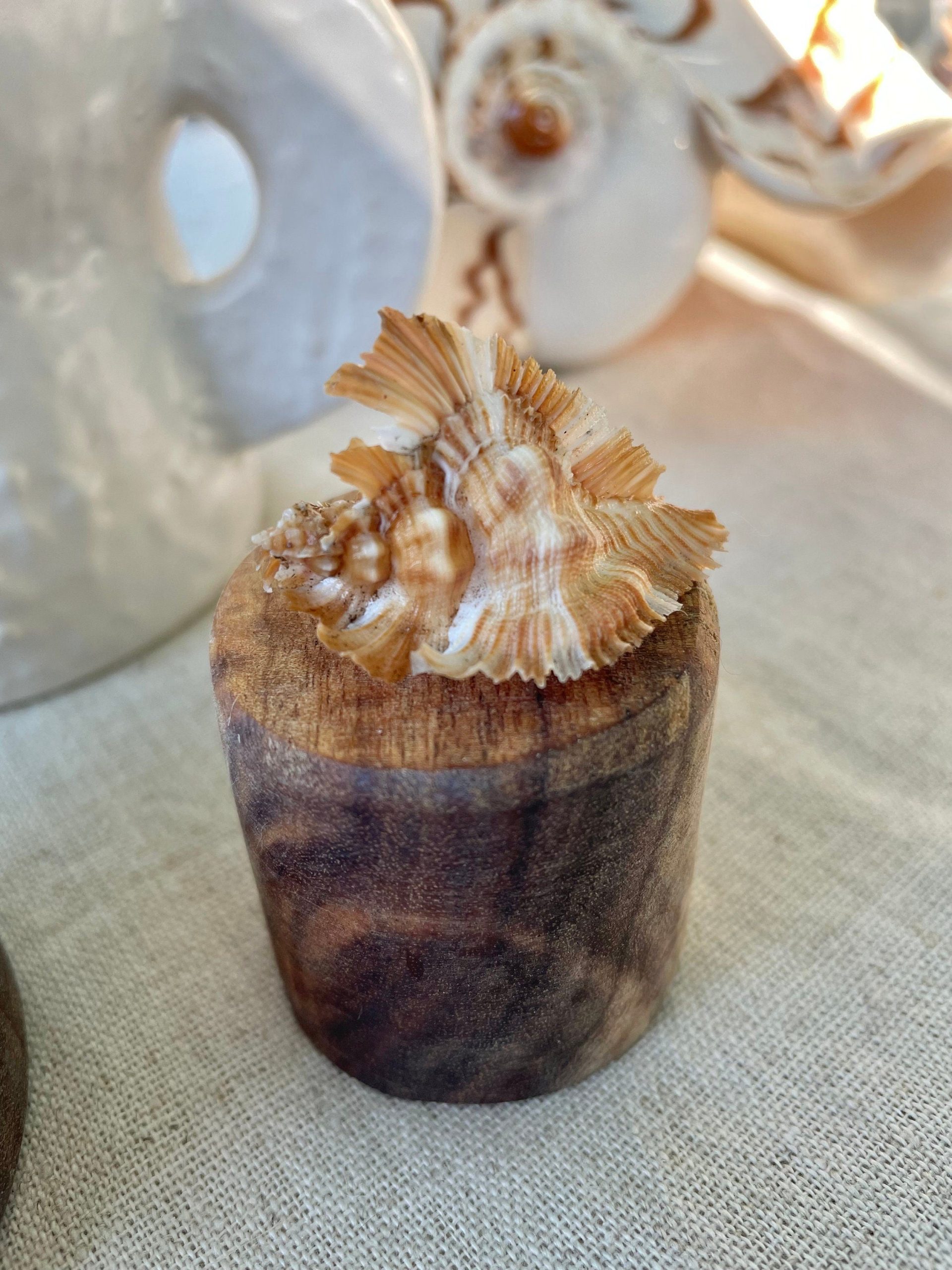 Miyoko Murex Shell: 1-2.25" *You Choose Size* Brown White Rare Display Shell - Image 10