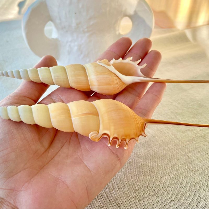 SHINBONE TIBIA Shells *All Sizes* Unique Collectors Seashells Coastal Décor