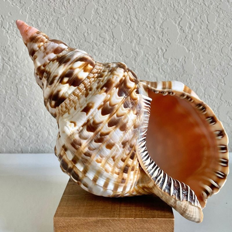 CARIBBEAN TRITON TRUMPET *All Sizes* Display Seashell Coastal Beach Home Décor