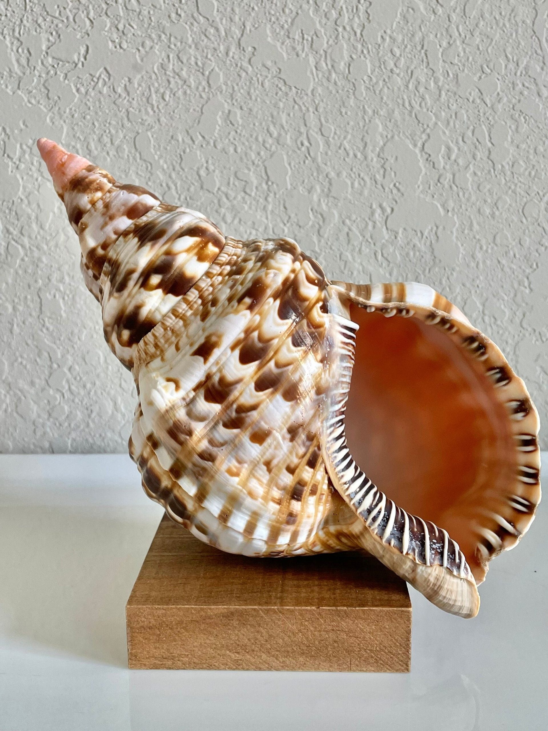 CARIBBEAN TRITON TRUMPET *All Sizes* Display Seashell Coastal Beach Home Décor
