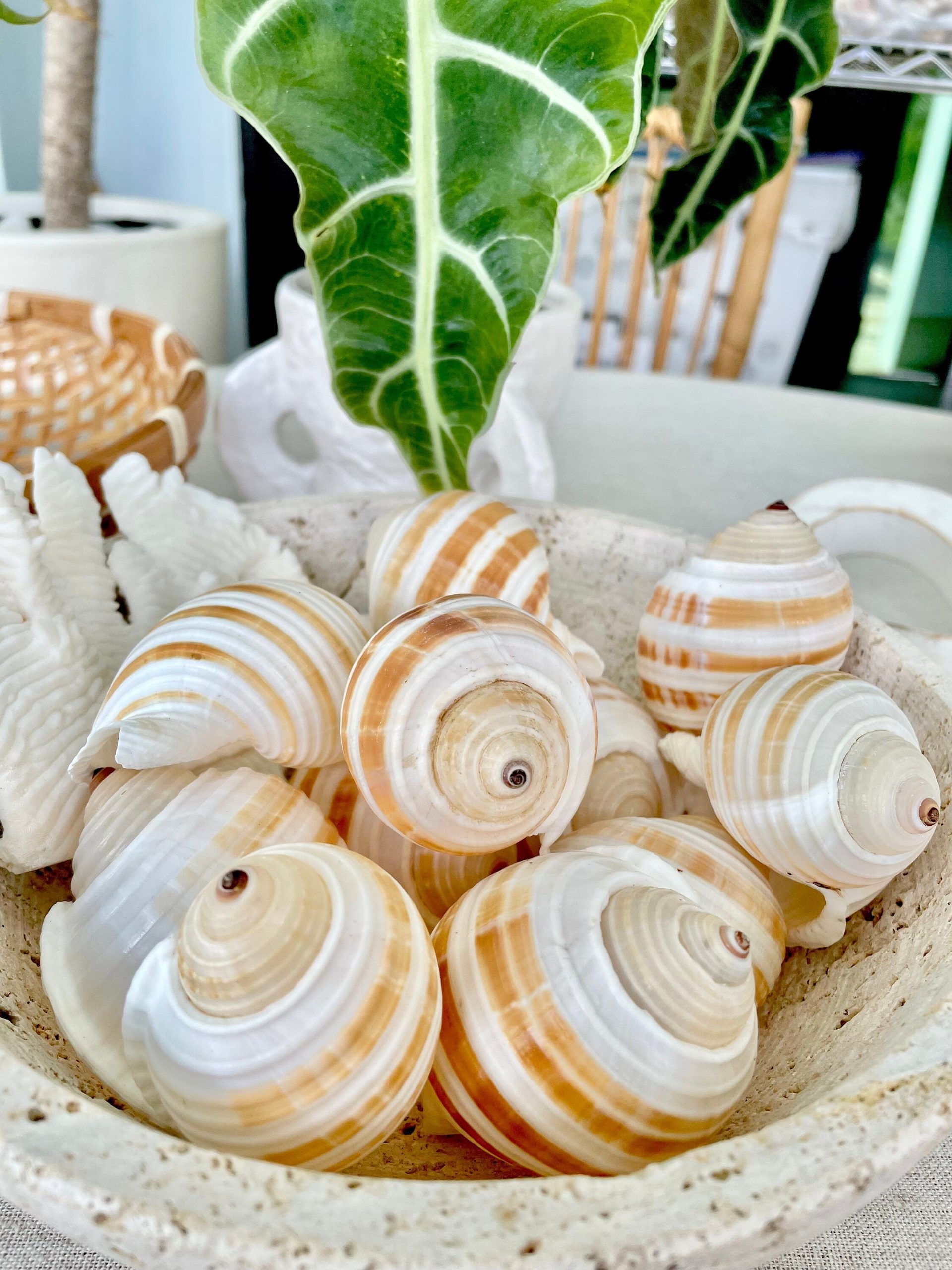 Striped Tonna Sulosa Seashells, Set of 3, *You Choose Size* Coastal Home Décor - Image 4