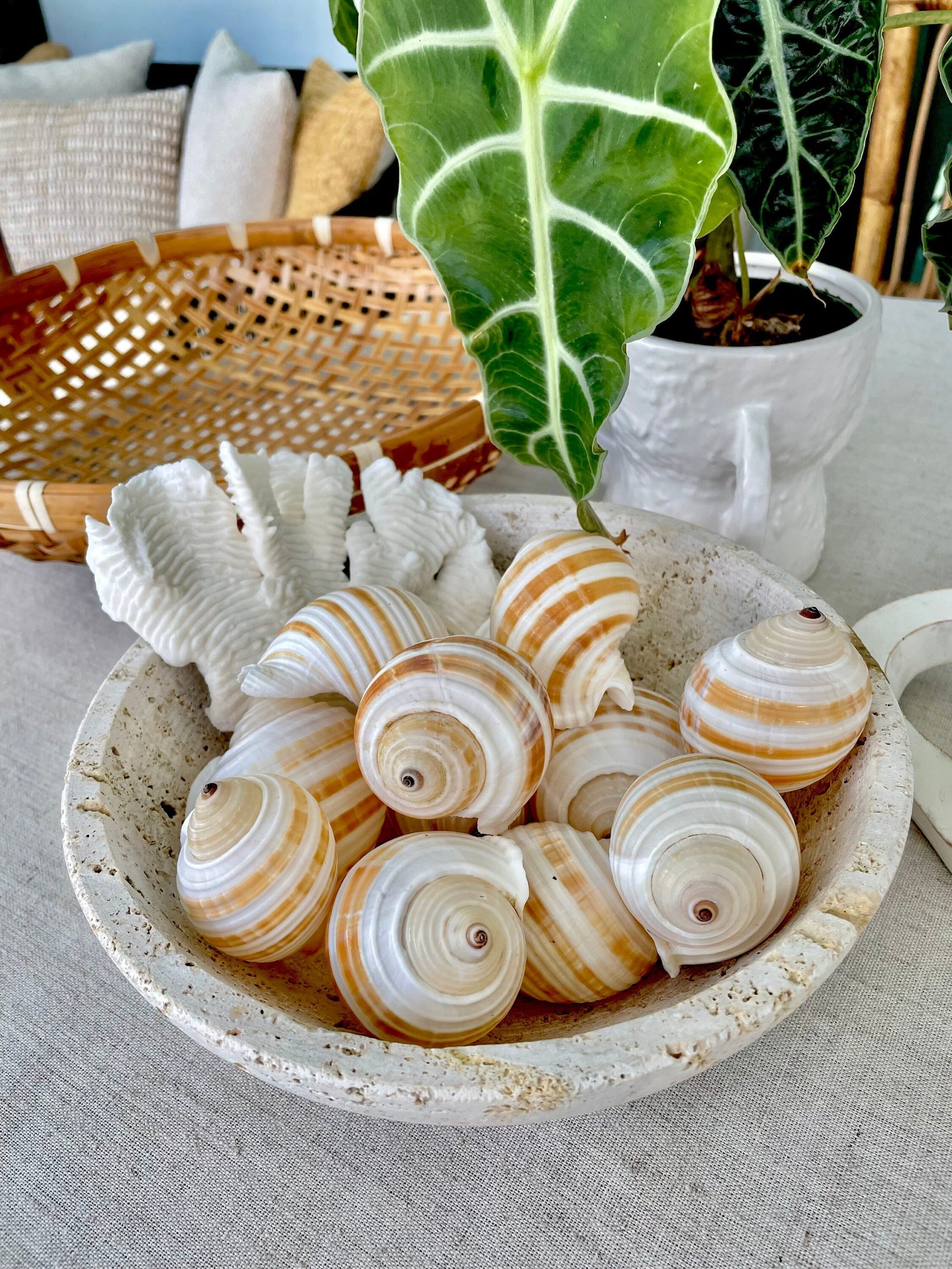 Striped Tonna Sulosa Seashells, Set of 3, *You Choose Size* Coastal Home Décor - Image 6
