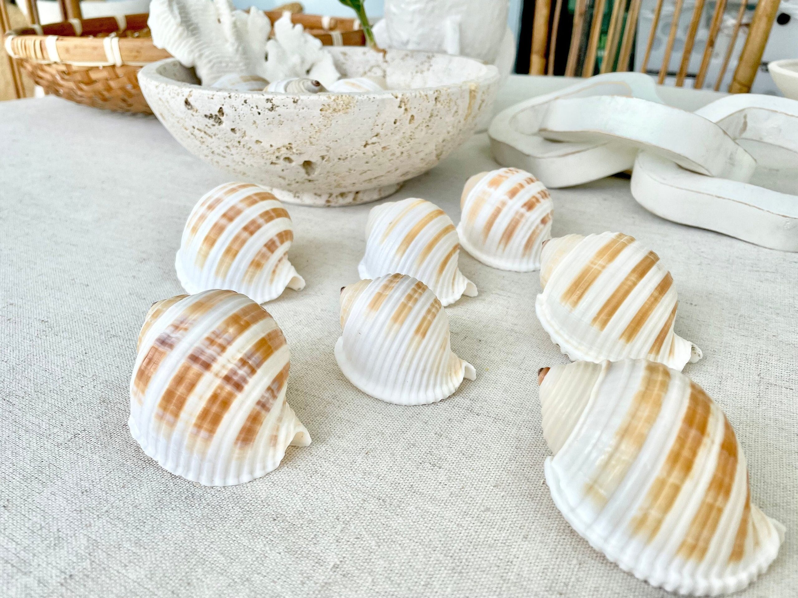 Striped Tonna Sulosa Seashells, Set of 3, *You Choose Size* Coastal Home Décor - Image 9