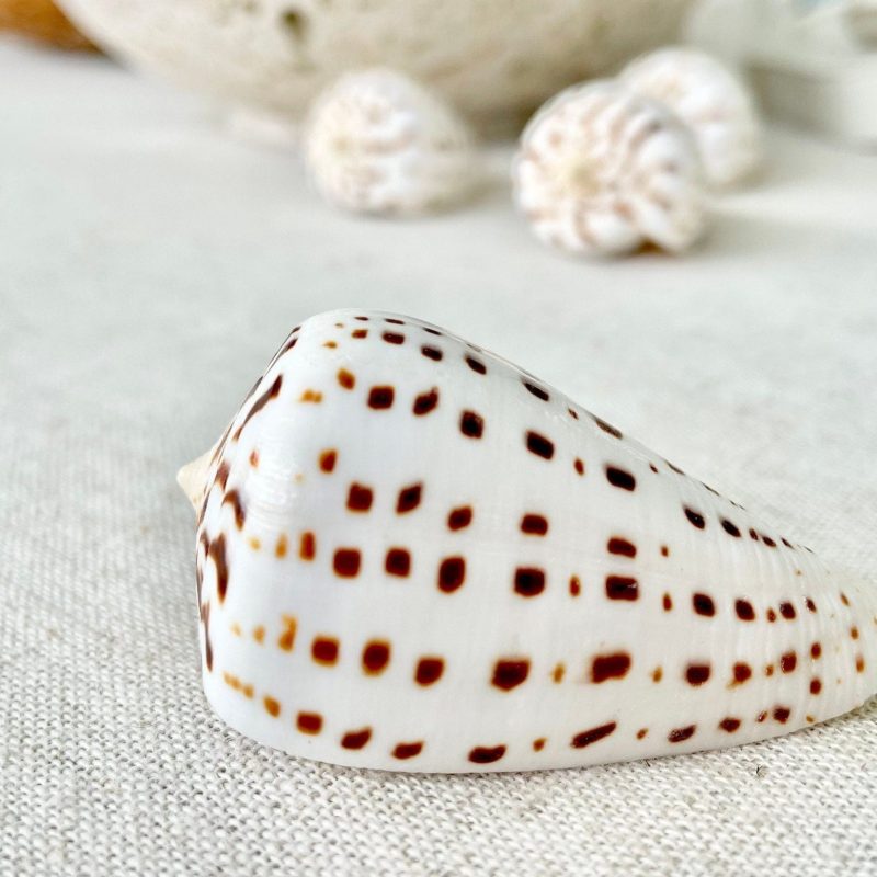 Betuline Cone Seashell: White Shell with Brown Spots, Nautical Decor (2-3")