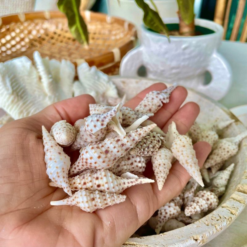 TURRIS BABYLONIA SHELLS 1.25-2.25" Long *You Choose Quantity* White Brown Spots Small Craft Shells