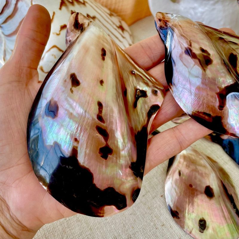 Brown Lip Mother of Pearl Polished Oyster Shell, 4-5" Wing Shaped Craft Seashell