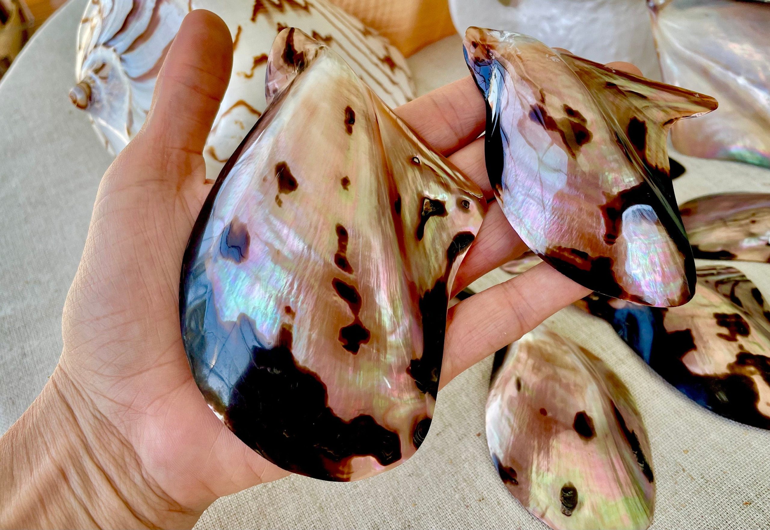 Brown Lip Mother of Pearl Polished Oyster Shell, 4-5" Wing Shaped Craft Seashell