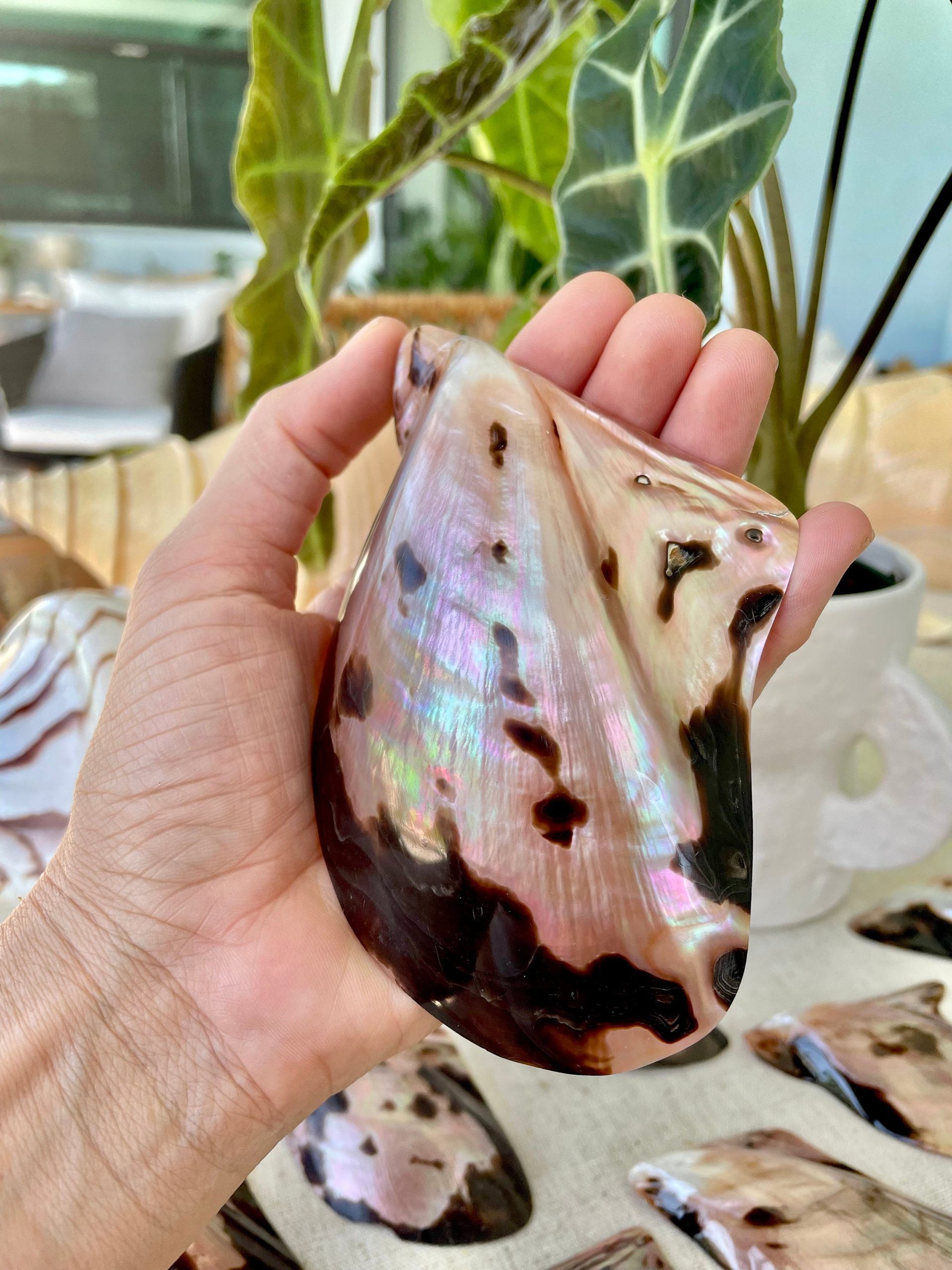 Brown Lip Mother of Pearl Polished Oyster Shell, 4-5" Wing Shaped Craft Seashell - Image 3