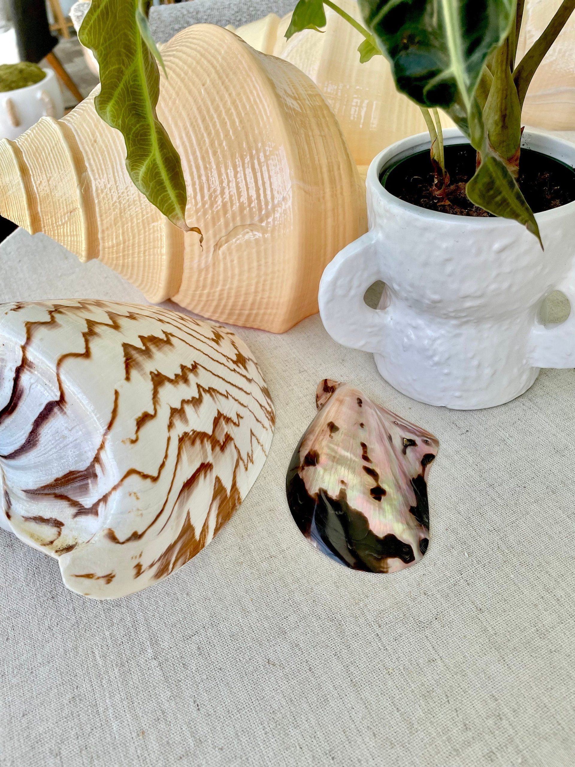 Brown Lip Mother of Pearl Polished Oyster Shell, 4-5" Wing Shaped Craft Seashell - Image 8