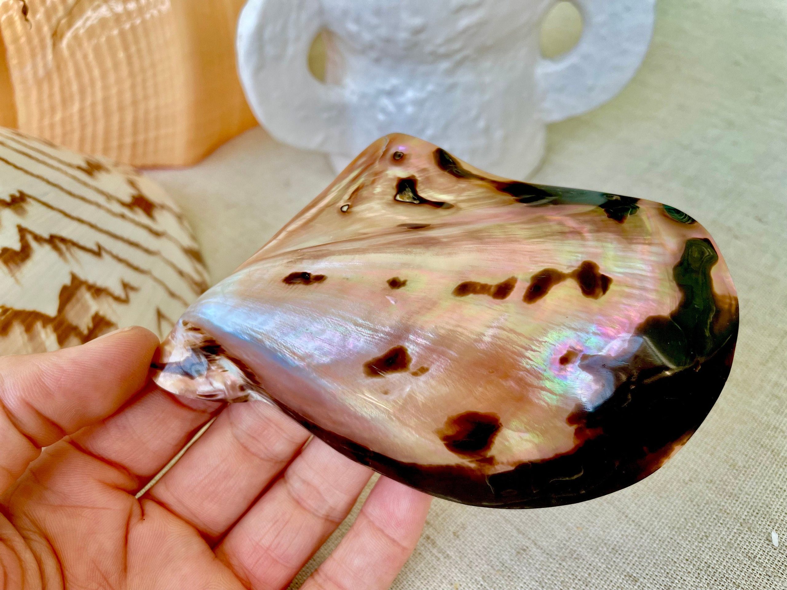 Brown Lip Mother of Pearl Polished Oyster Shell, 4-5" Wing Shaped Craft Seashell - Image 9