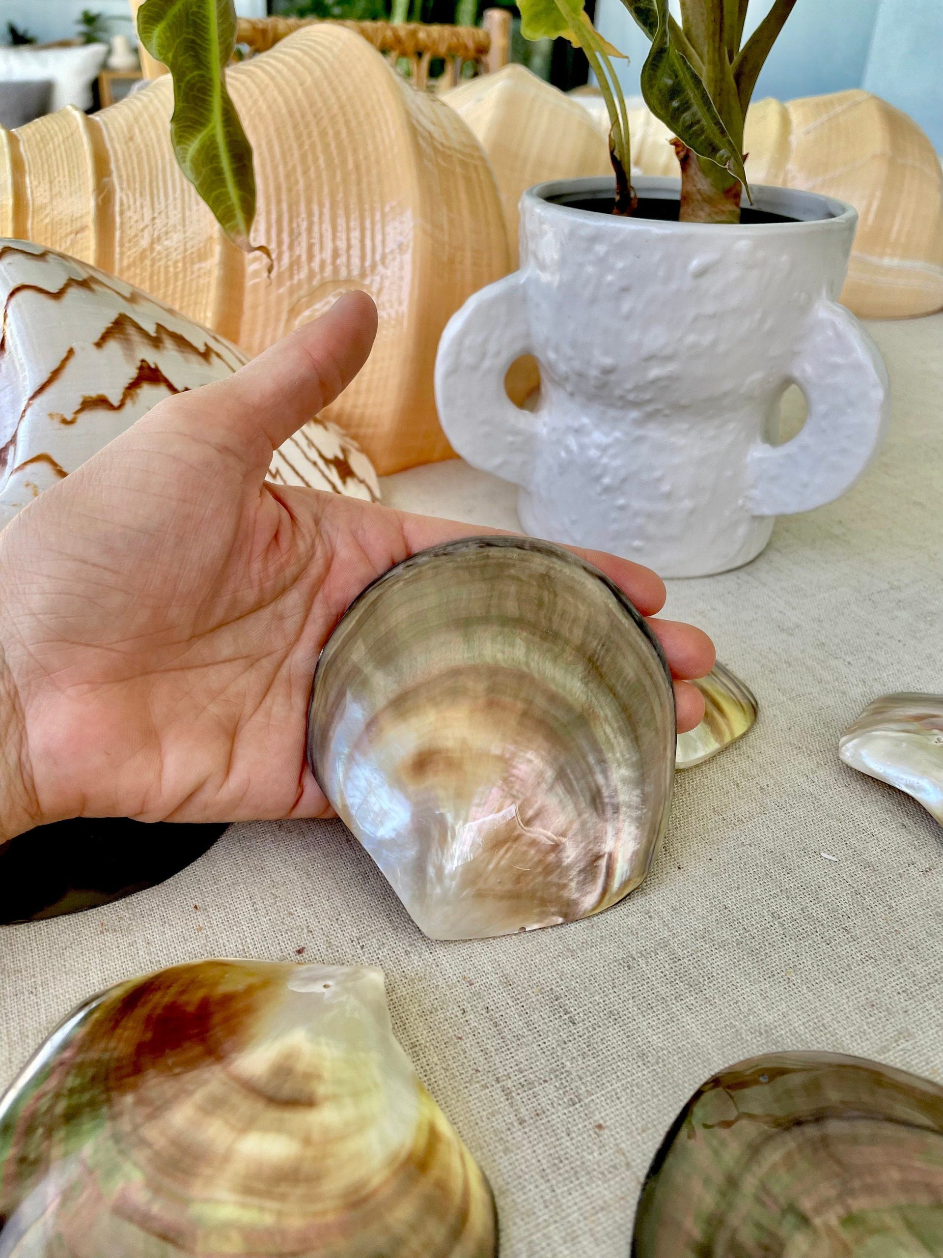 Iridescent Black Lip Mother of Pearl Shell (2-6") * You chose Size* Craft Seashell - Image 8