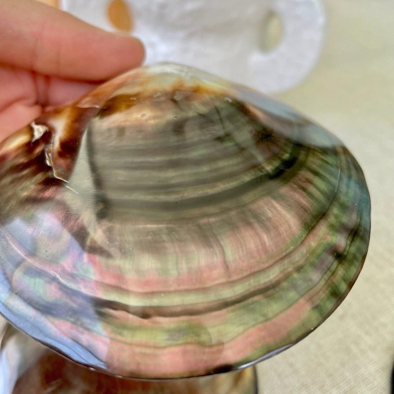 Iridescent Black Lip Mother of Pearl Shell (2-6") * You chose Size* Craft Seashell