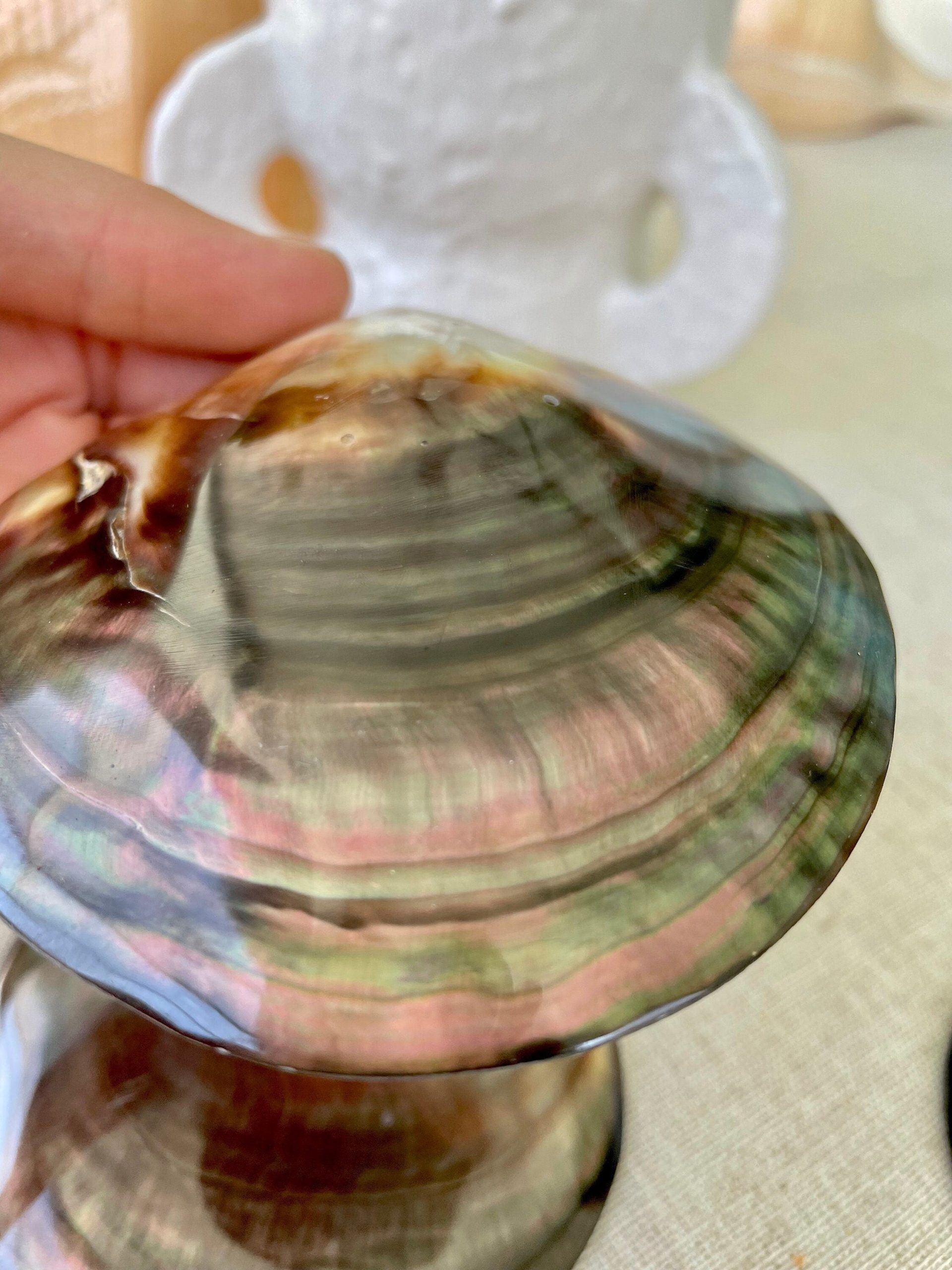 Iridescent Black Lip Mother of Pearl Shell (2-6") * You chose Size* Craft Seashell