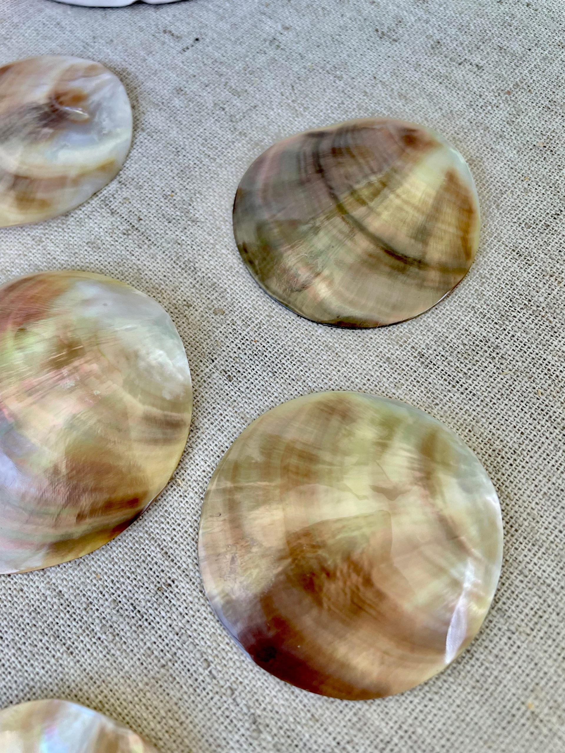 Set of 3 Brown Lip Mother of Pearl Shells, Polished Coastal Decor (1-1.5 inch) - Image 6